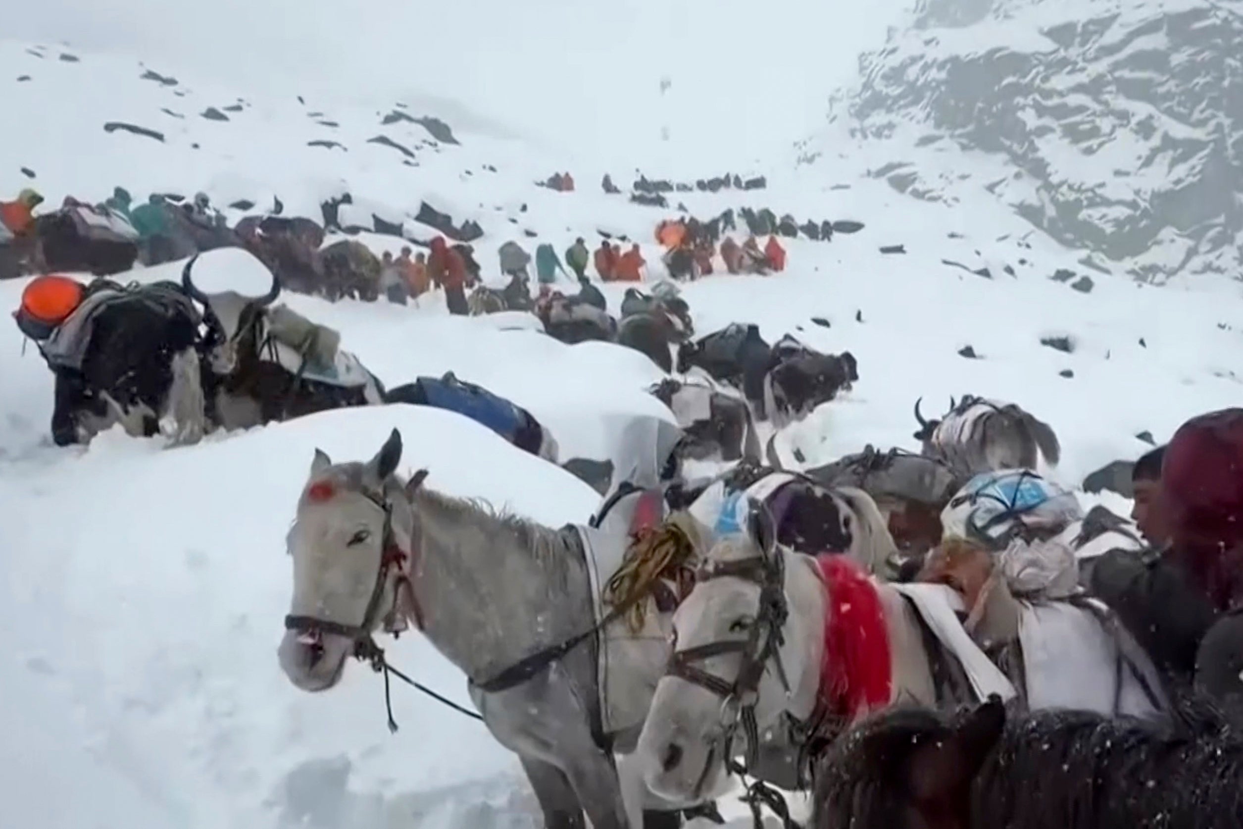 <p>In this photo taken on 4 October 2025, villagers with their oxen and horses ascend the mountain during rescue efforts to reach hundreds of hikers trapped by heavy snow at tourist campsites on a slope of Mount Everest in Tibet on Sunday, 5 October 2025</p>