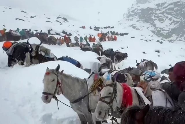 <p>In this photo taken on 4 October 2025, villagers with their oxen and horses ascend the mountain during rescue efforts to reach hundreds of hikers trapped by heavy snow at tourist campsites on a slope of Mount Everest in Tibet on Sunday, 5 October 2025</p>