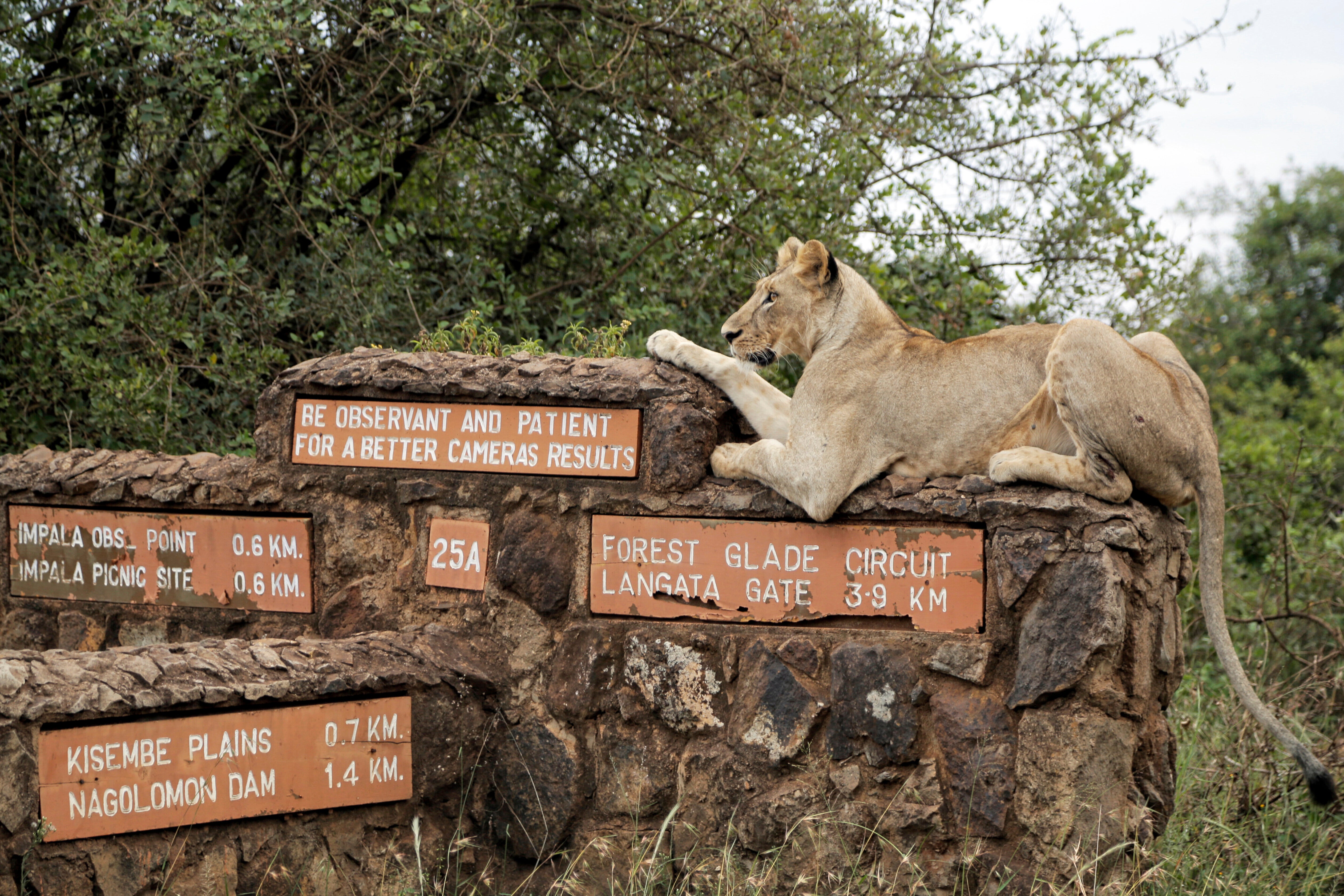 Kenya Urban Lions