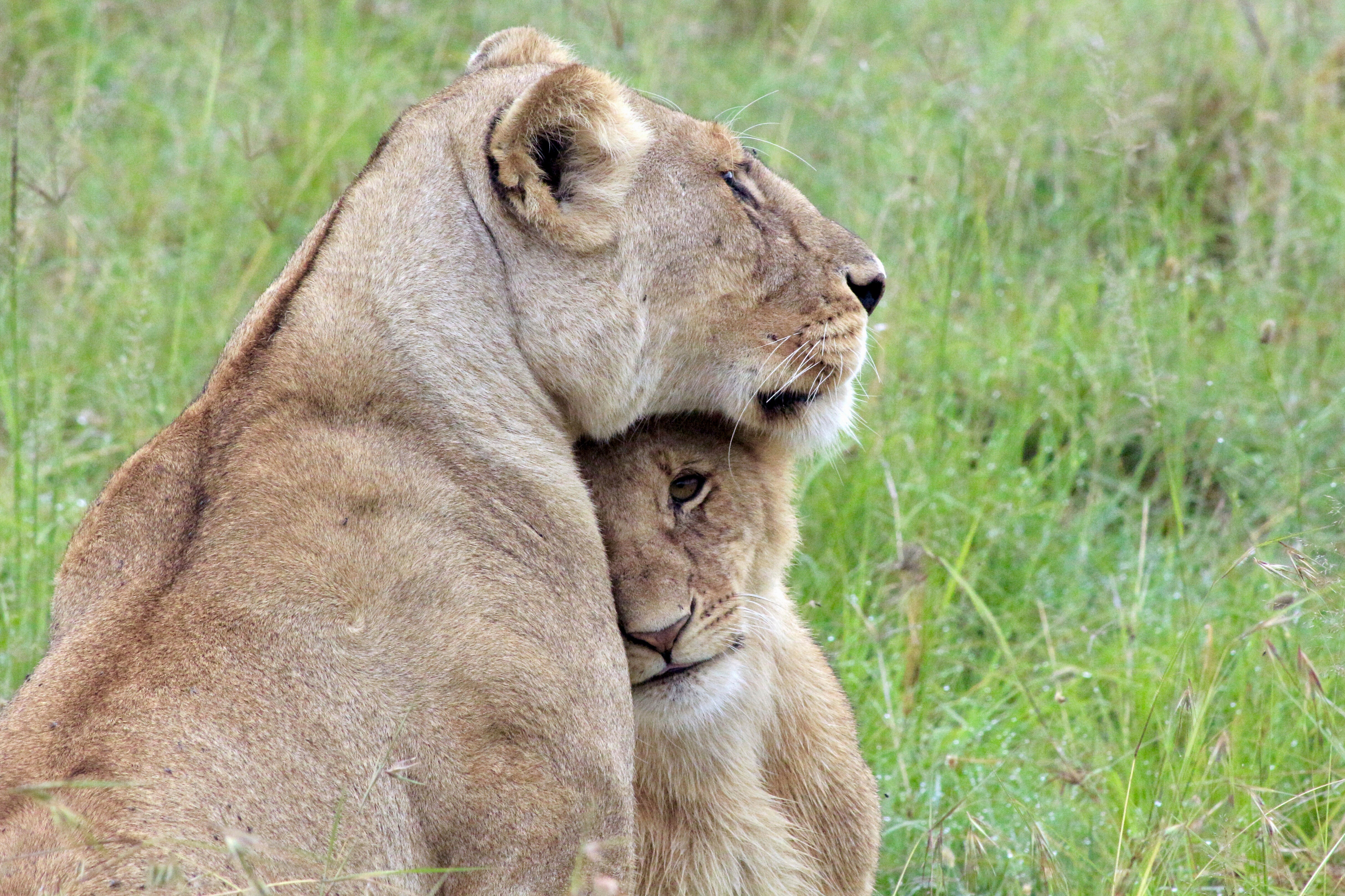 Kenya Urban Lions