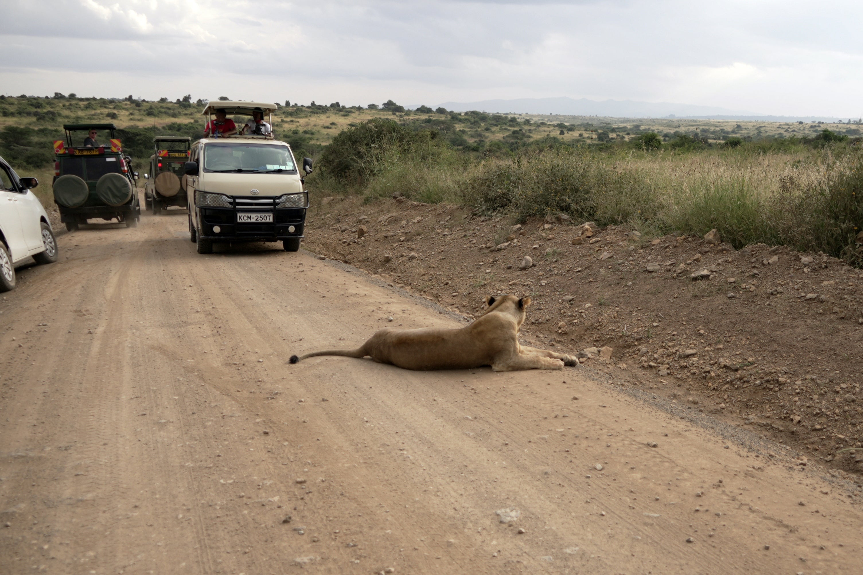 Kenya Urban Lions