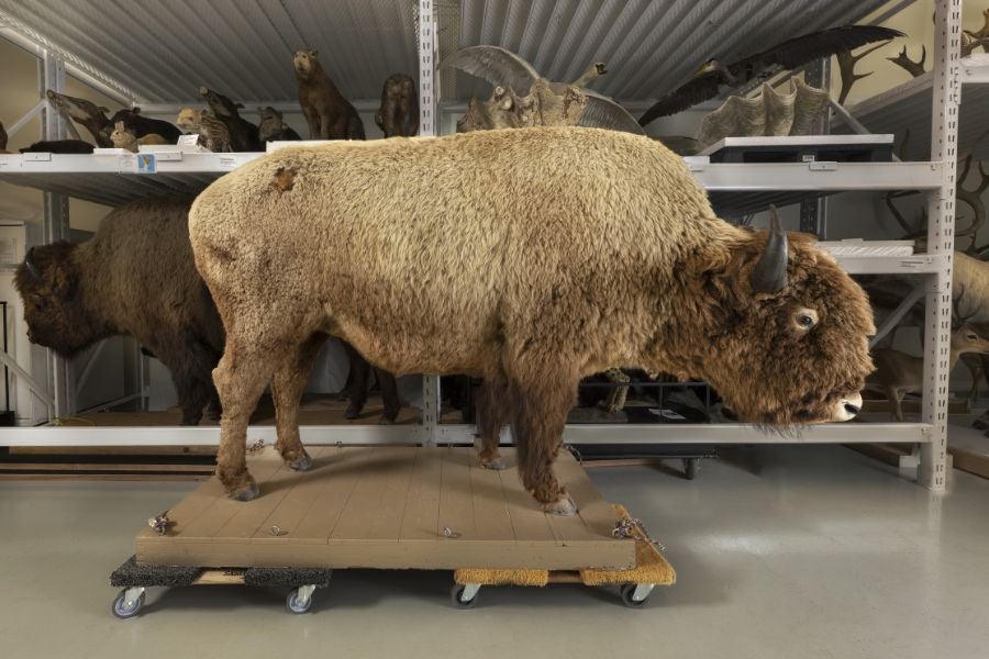 A taxidermied buffalo went missing from a Colorado museum five decades ago. It has now been found and returned.