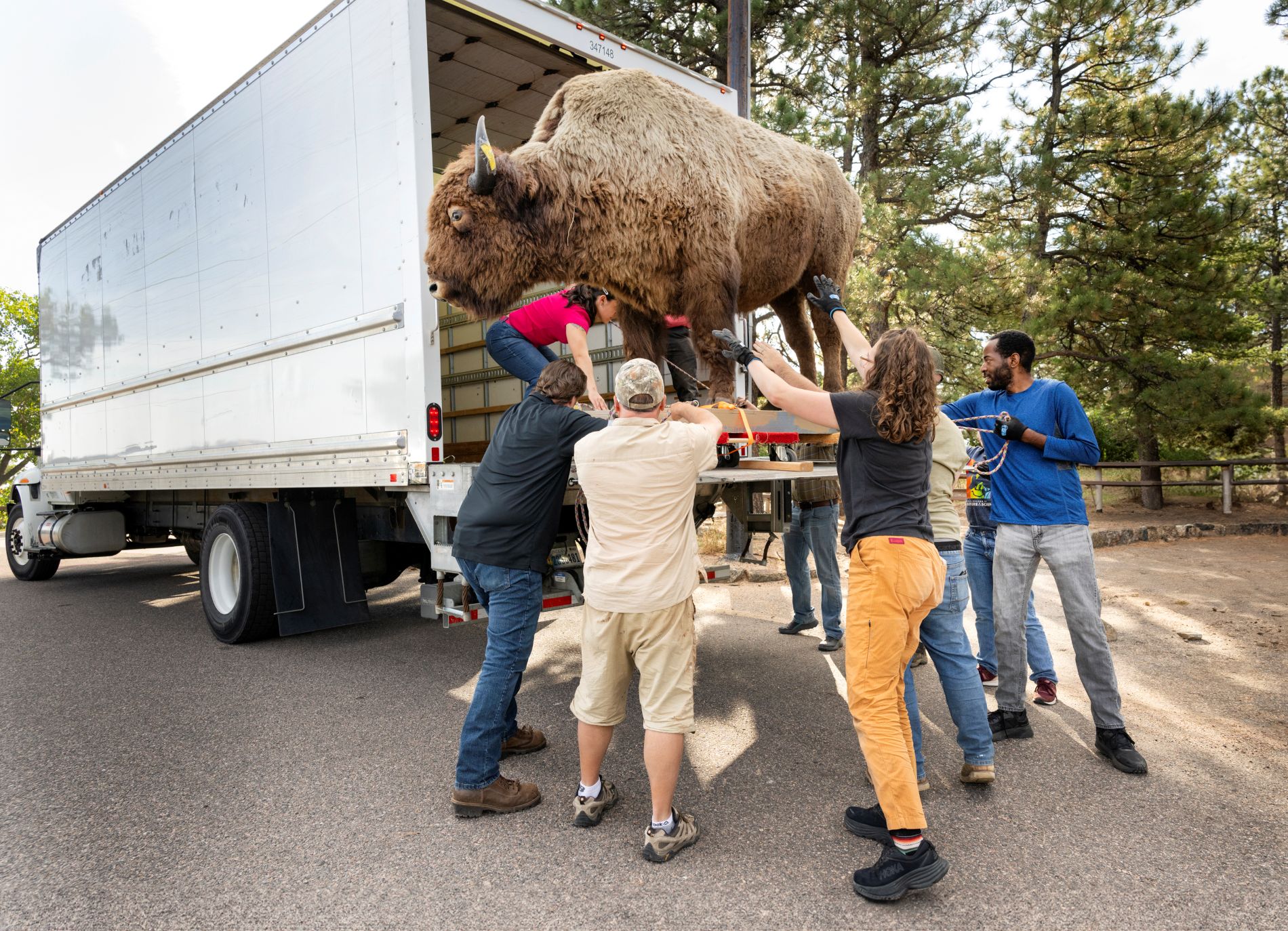 A taxidermied buffalo went missing from a Colorado museum five decades ago. It has now been found and returned.