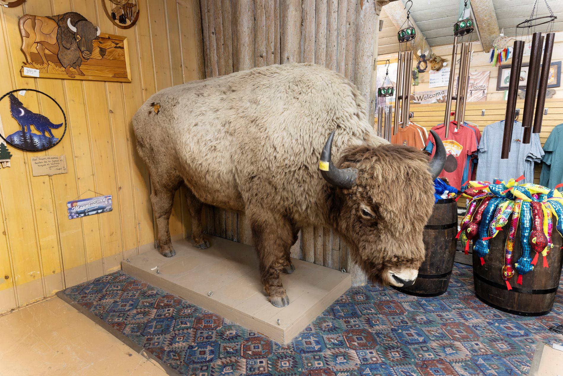 Former DMNS collections assistant Natalie Patton recognized a bison mount at the Buffalo Bill Museum’s Pahaska gift shop as strikingly similar to DMNS specimens