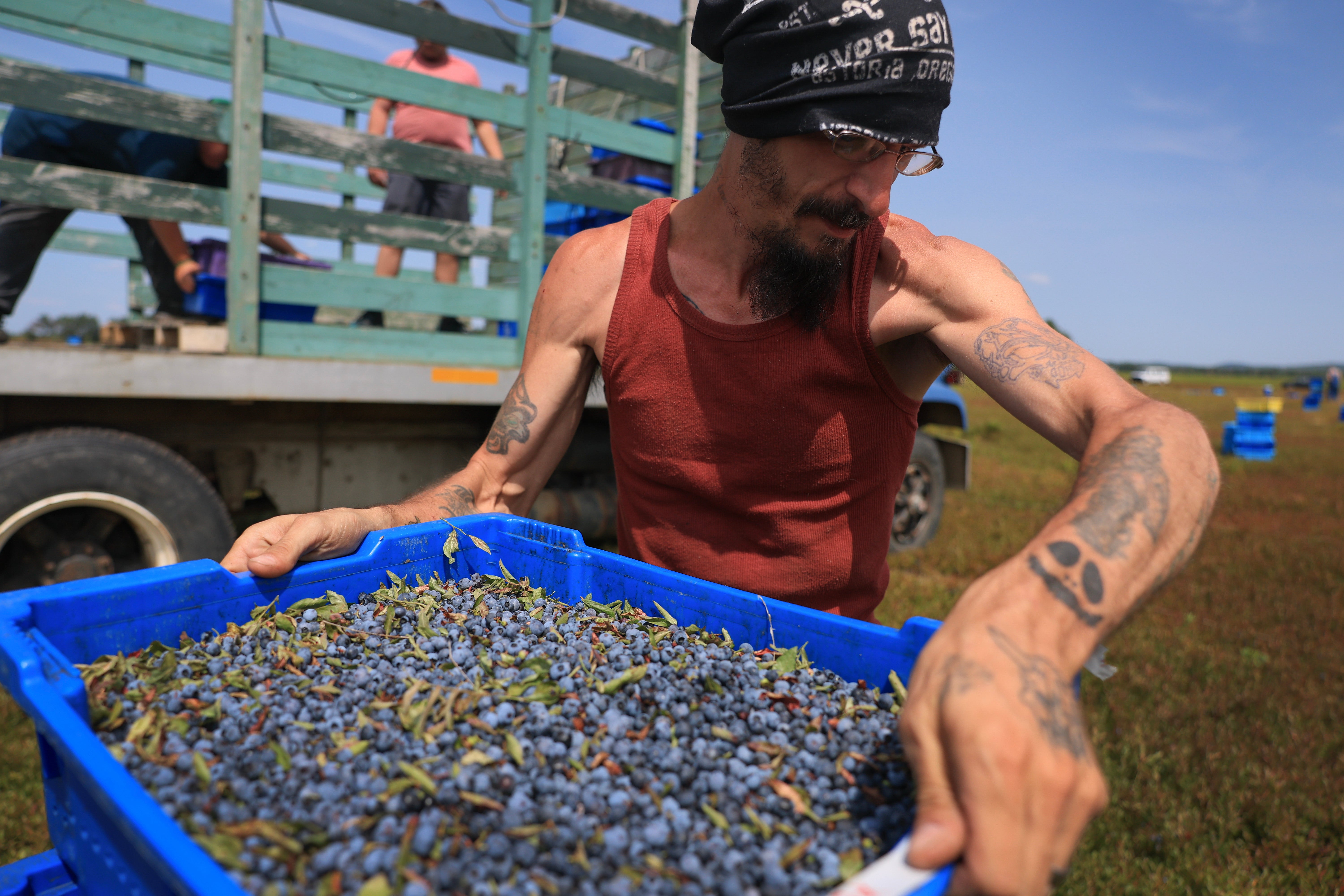 Jíst bobule poskytuje lidem antioxidanty chránící cely. Jsou však také dobrým zdrojem prebiotik, které pomáhají vašim střevním mikrobům růst