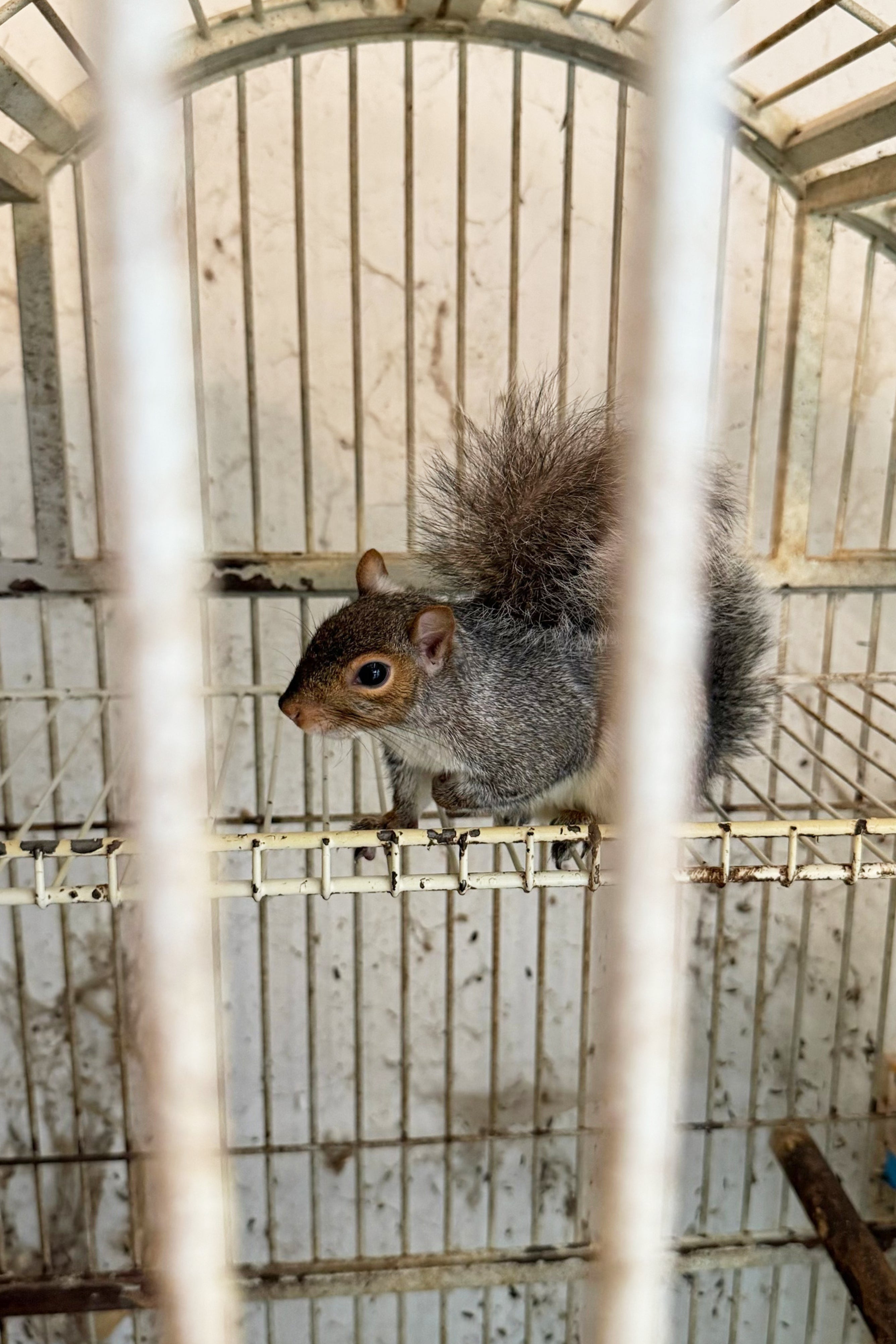Animal Hoarding New York
