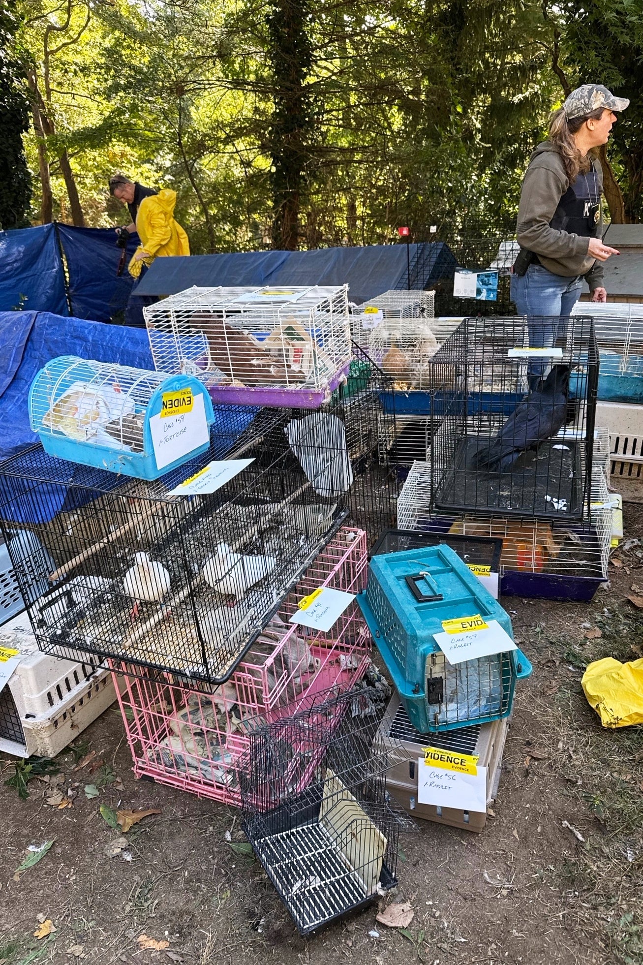Animal Hoarding New York