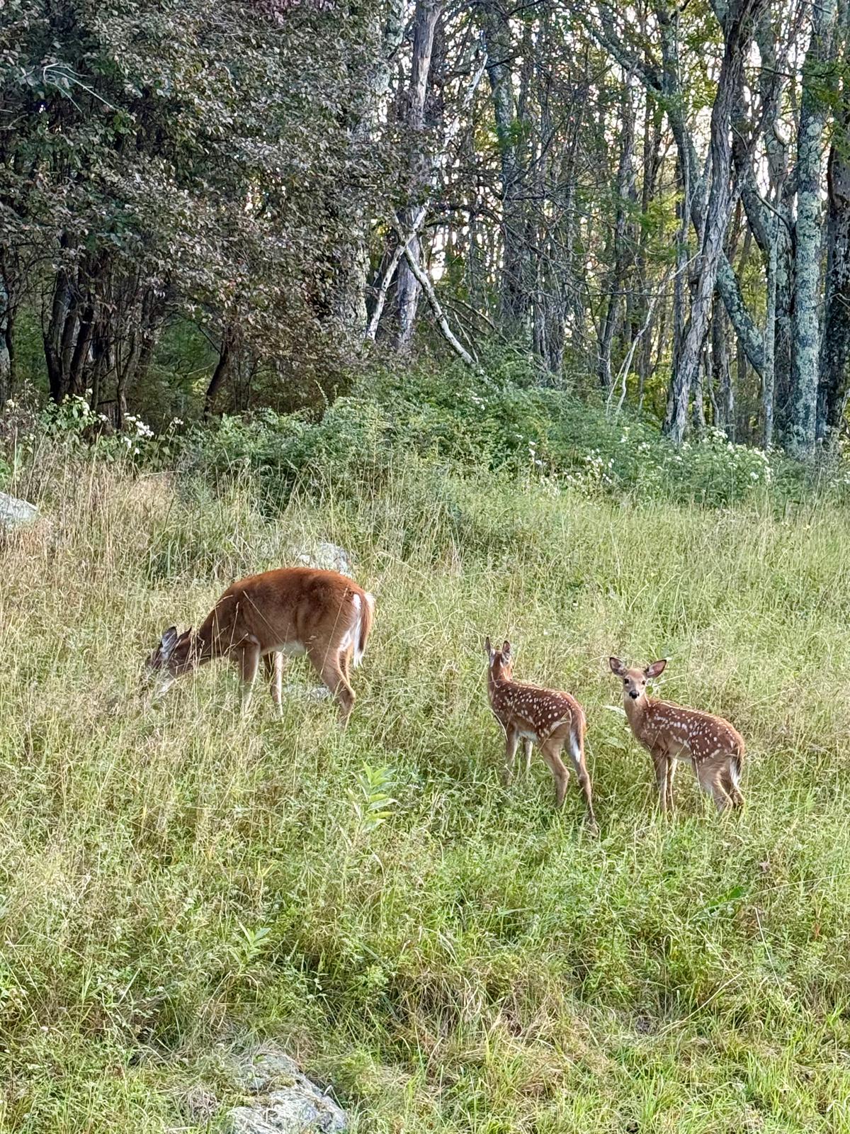 Deer wander through the woodland around the Skyline Drive at Shenandoah National Park