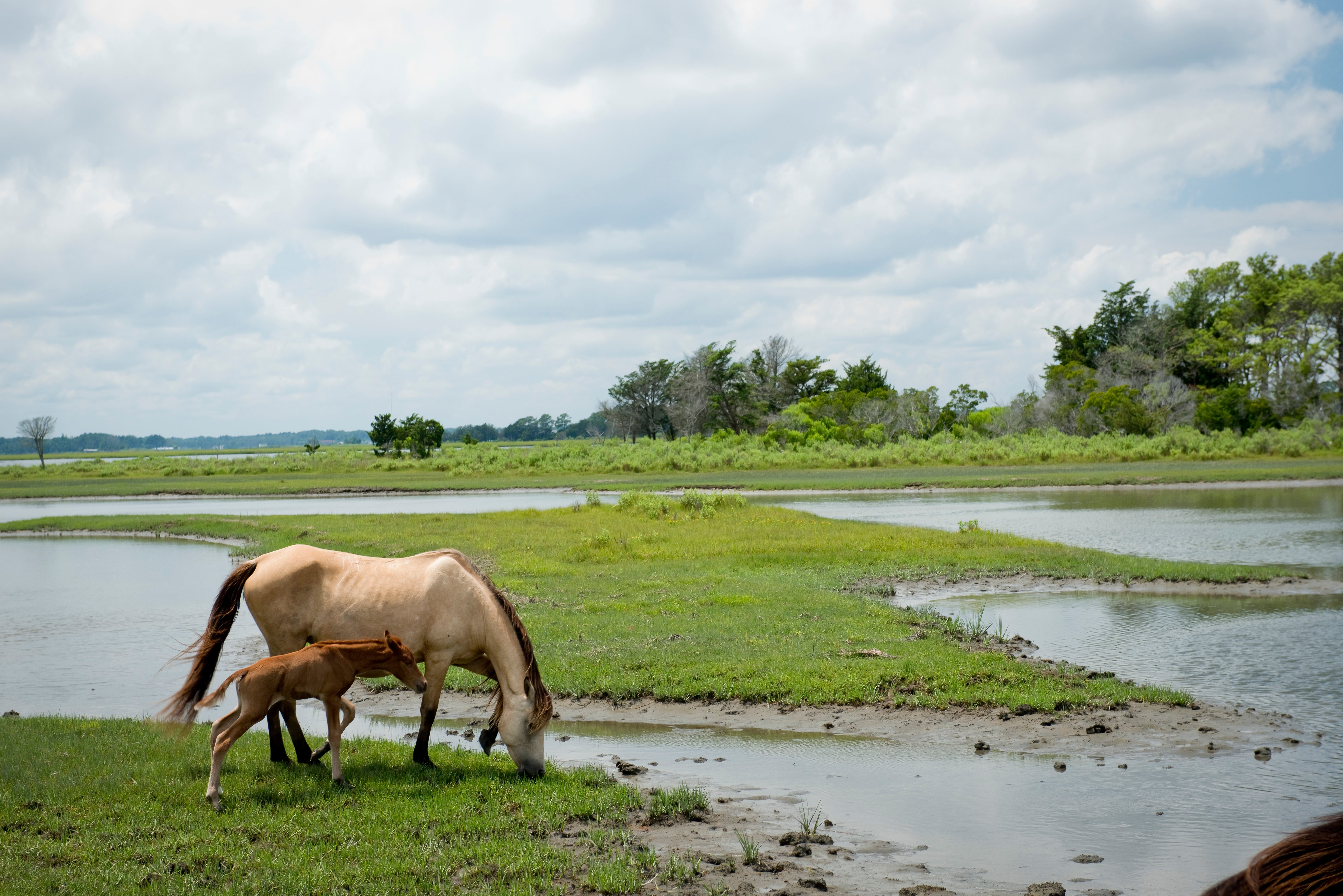 Untamed horses graze on the marshlands of Assateague Island