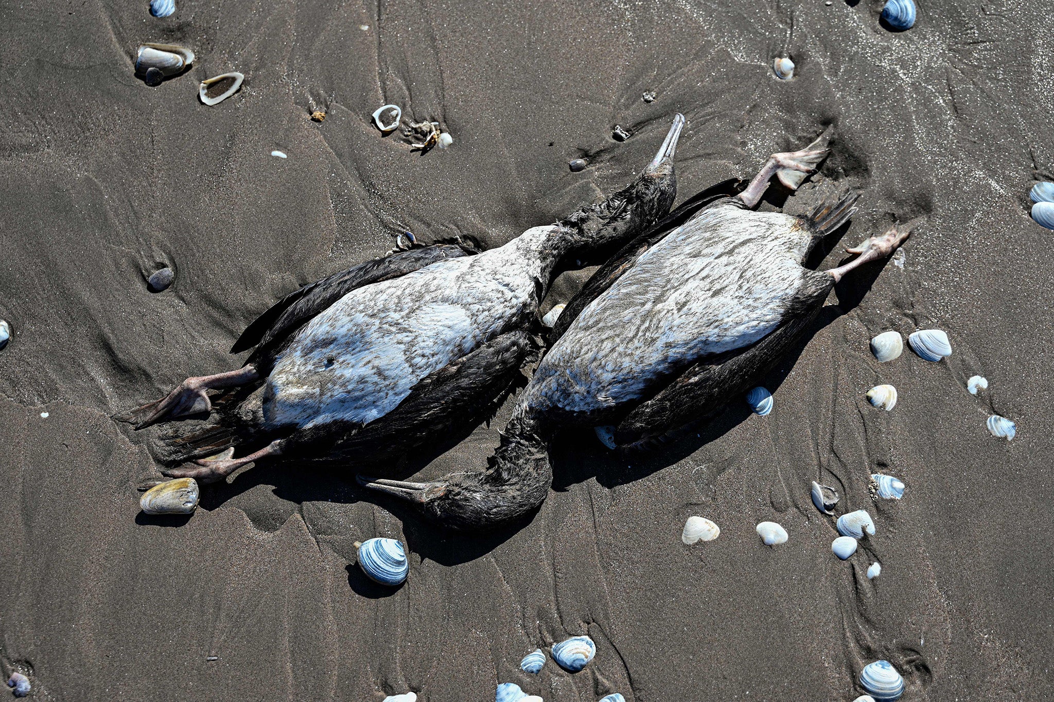 Dead cormorants lie on the sand at Changa Beach in Coquimbo, Chile