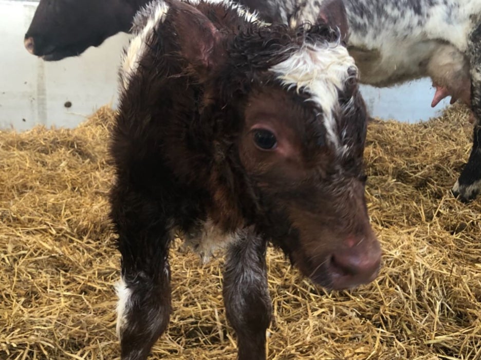 Jeremy Clarkson reveals Diddly Squat’s first calf has been culled