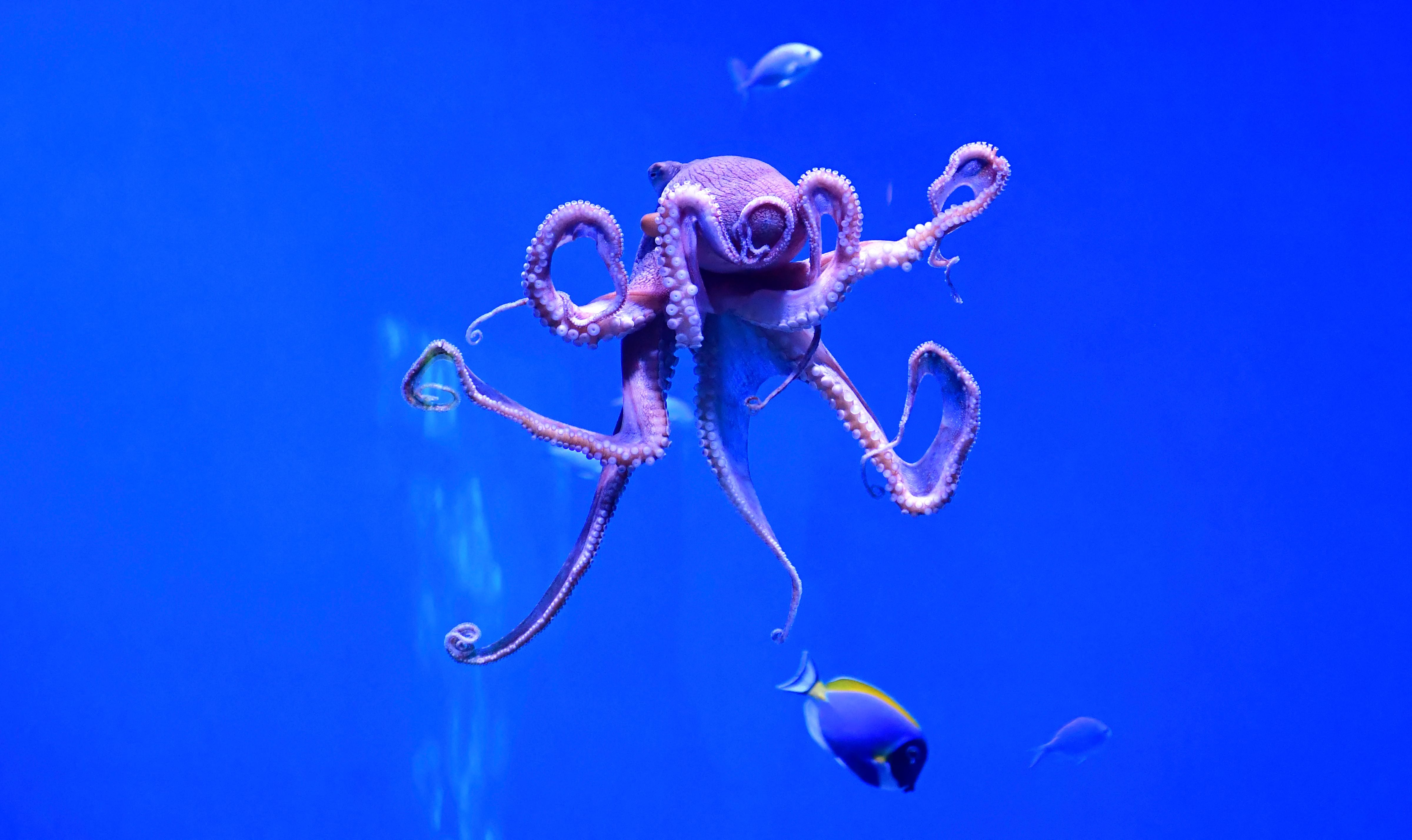 Octopuses distribute most of their neurons throughout their limbs.