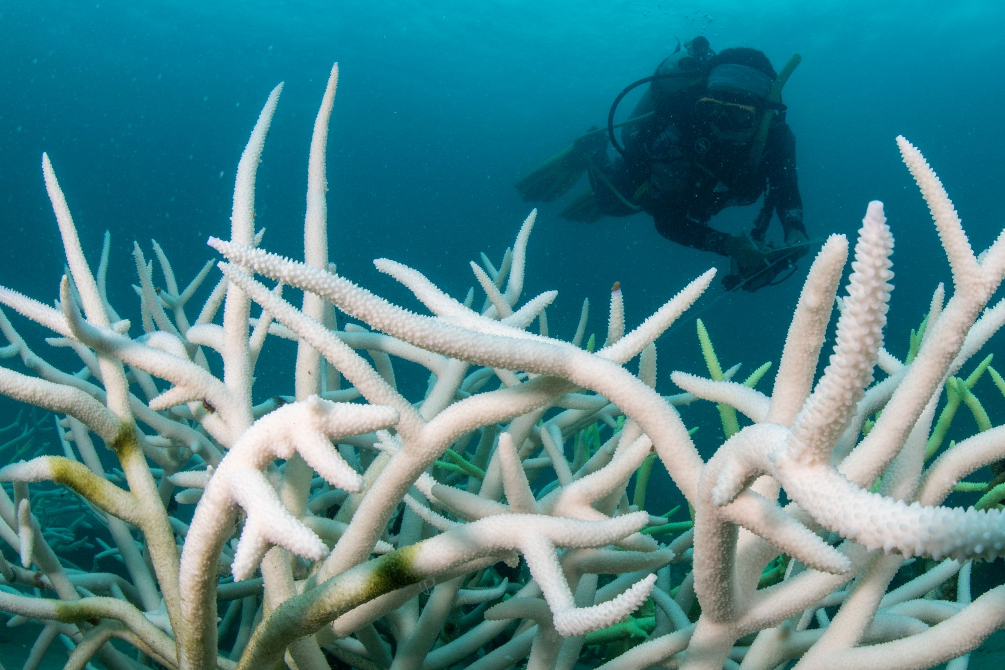 Some of the world’s great reefs are now expected to decline in the coming years