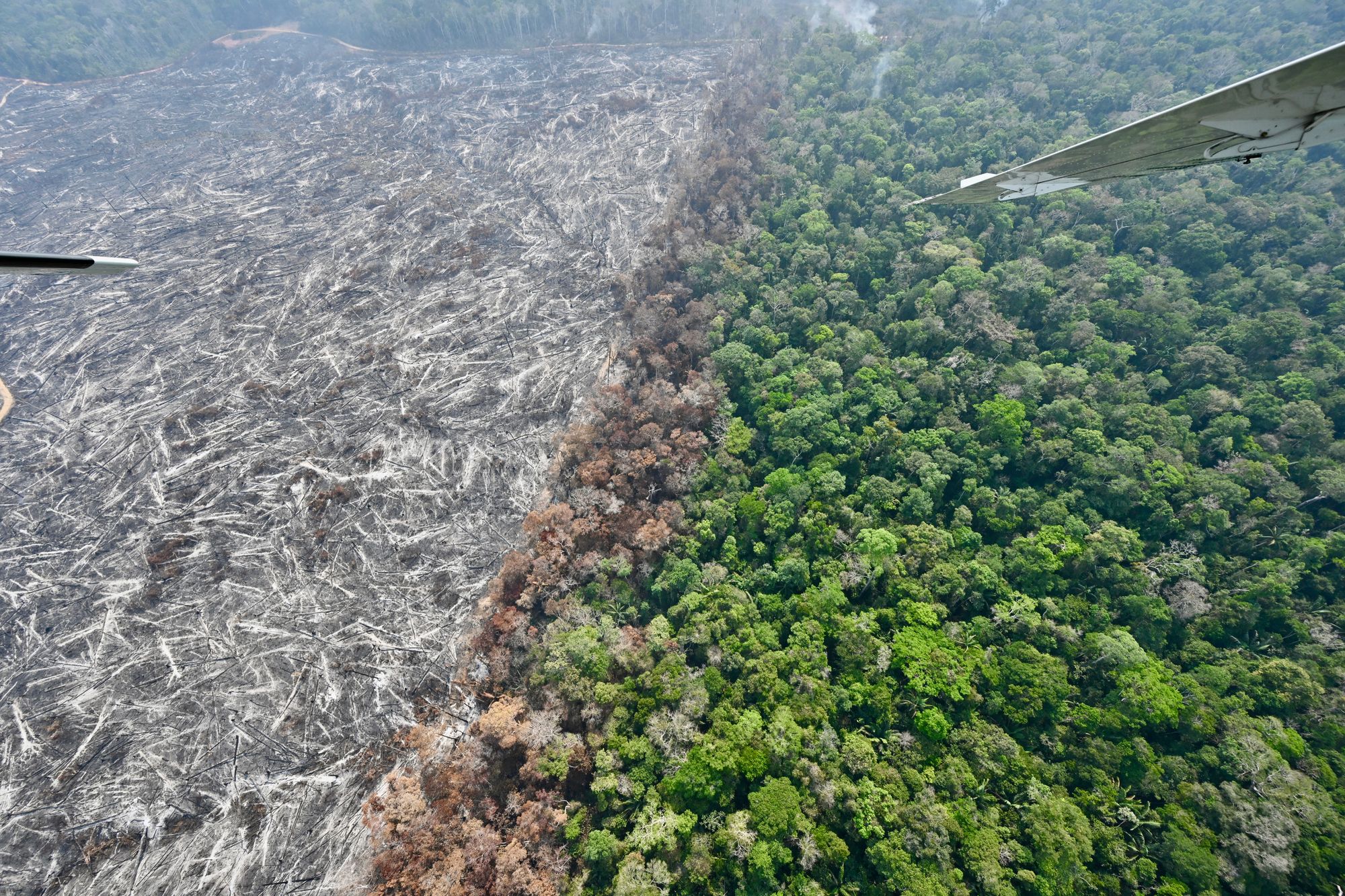 The Amazon has been devastated by decades of deforestation