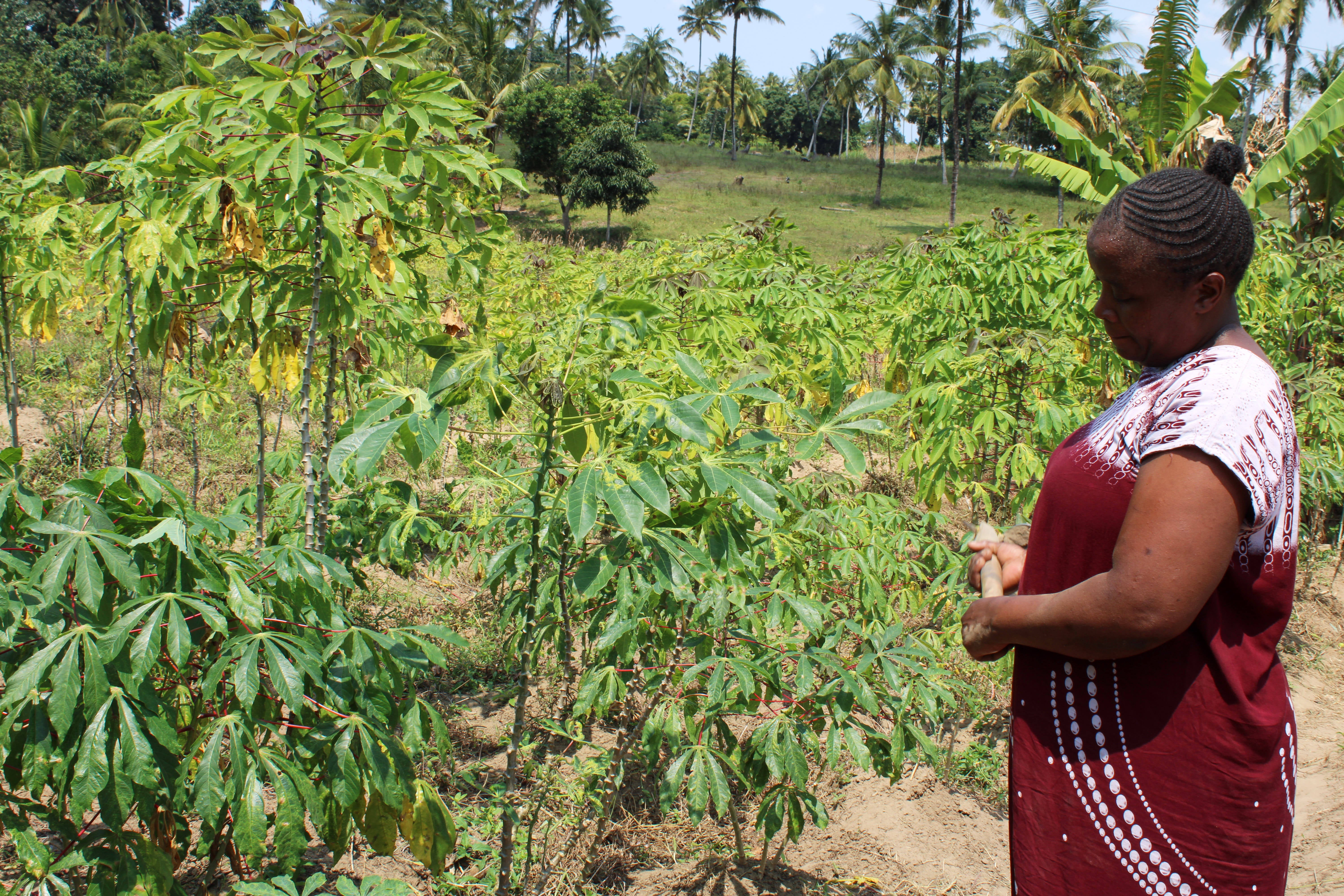 Kenya Climate Mental Health