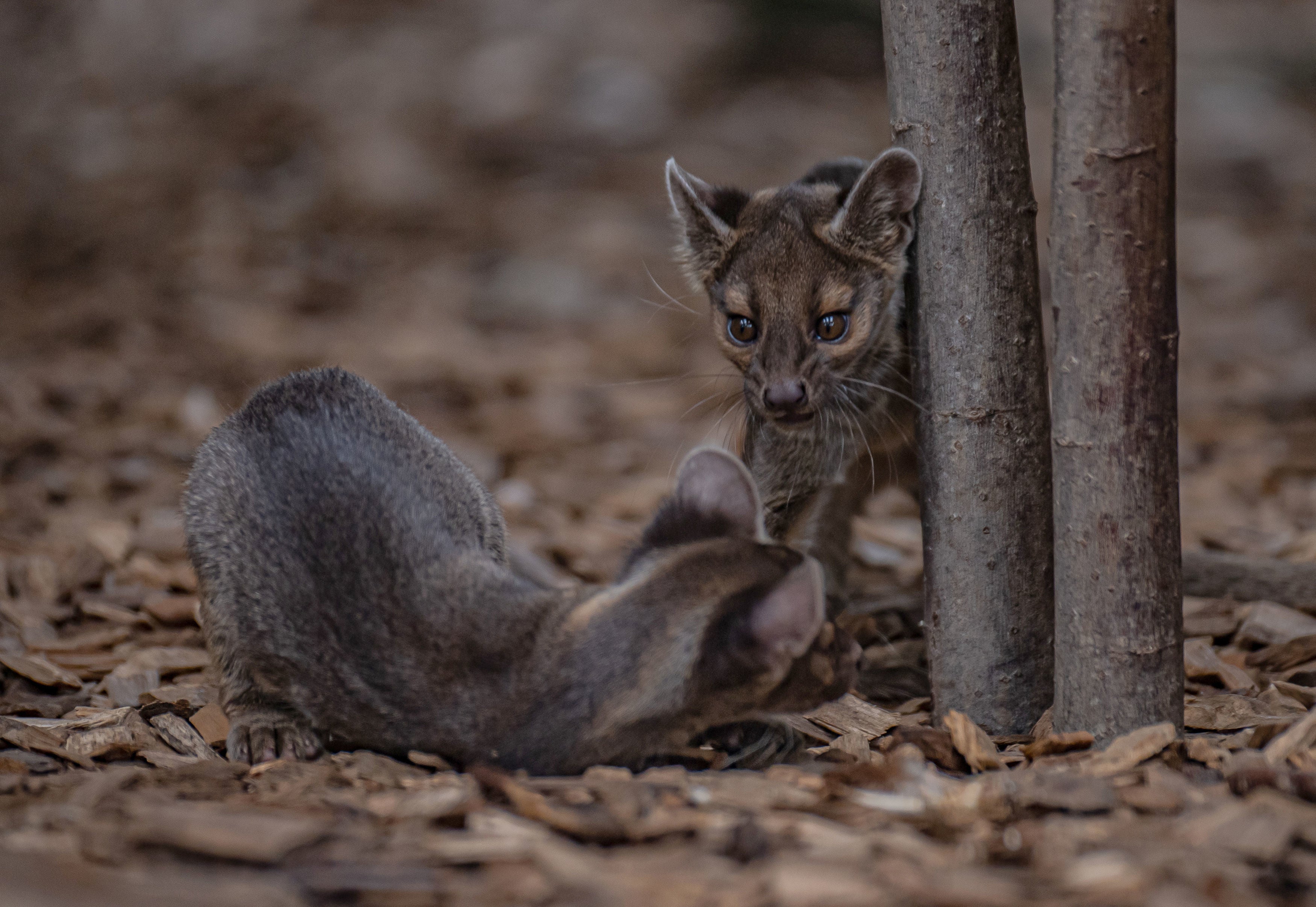 Zookeepers will soon start choosing names for the new pups