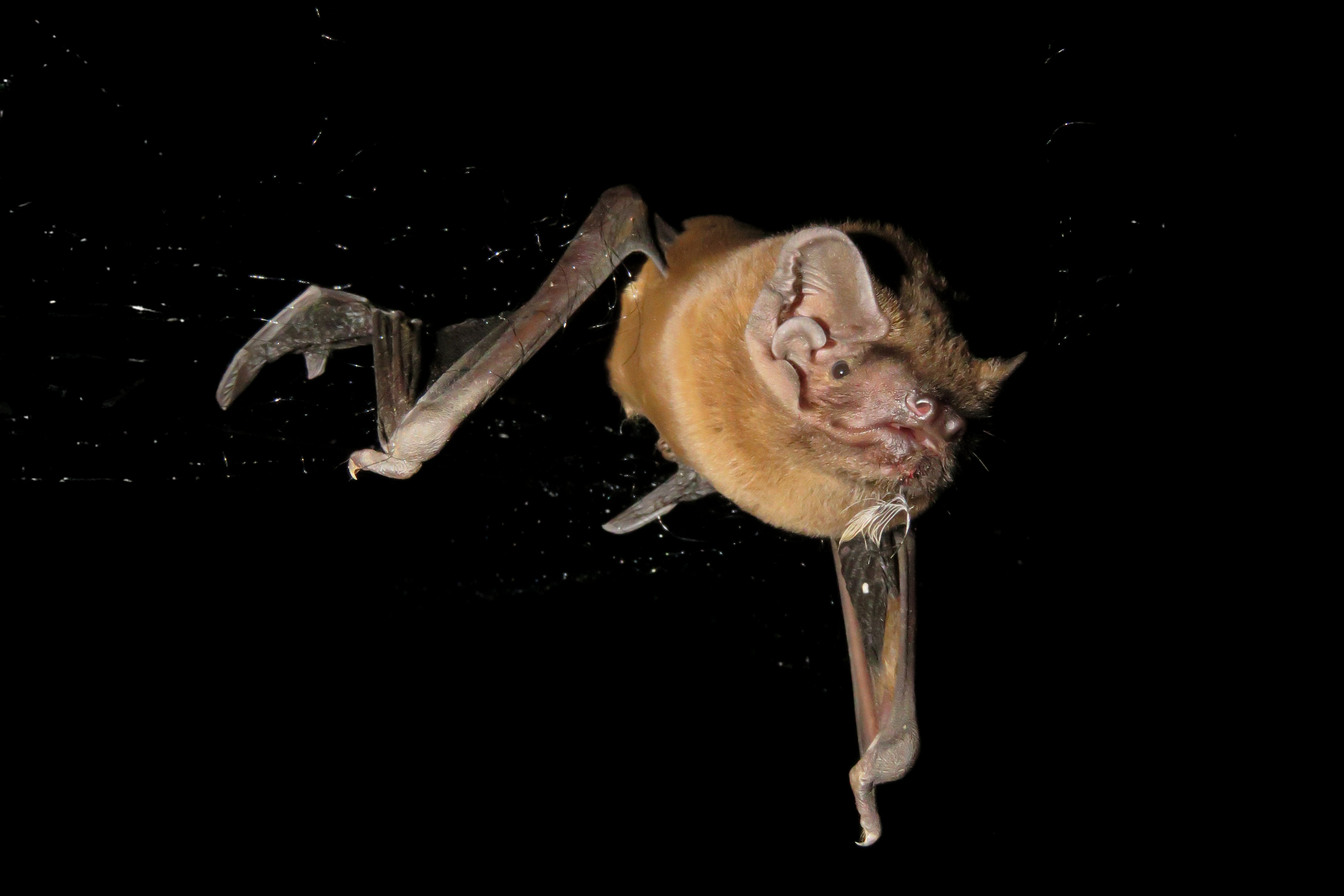 The greater noctule, Europe’s largest bat, doesn’t just eat small birds – it hunts and captures them