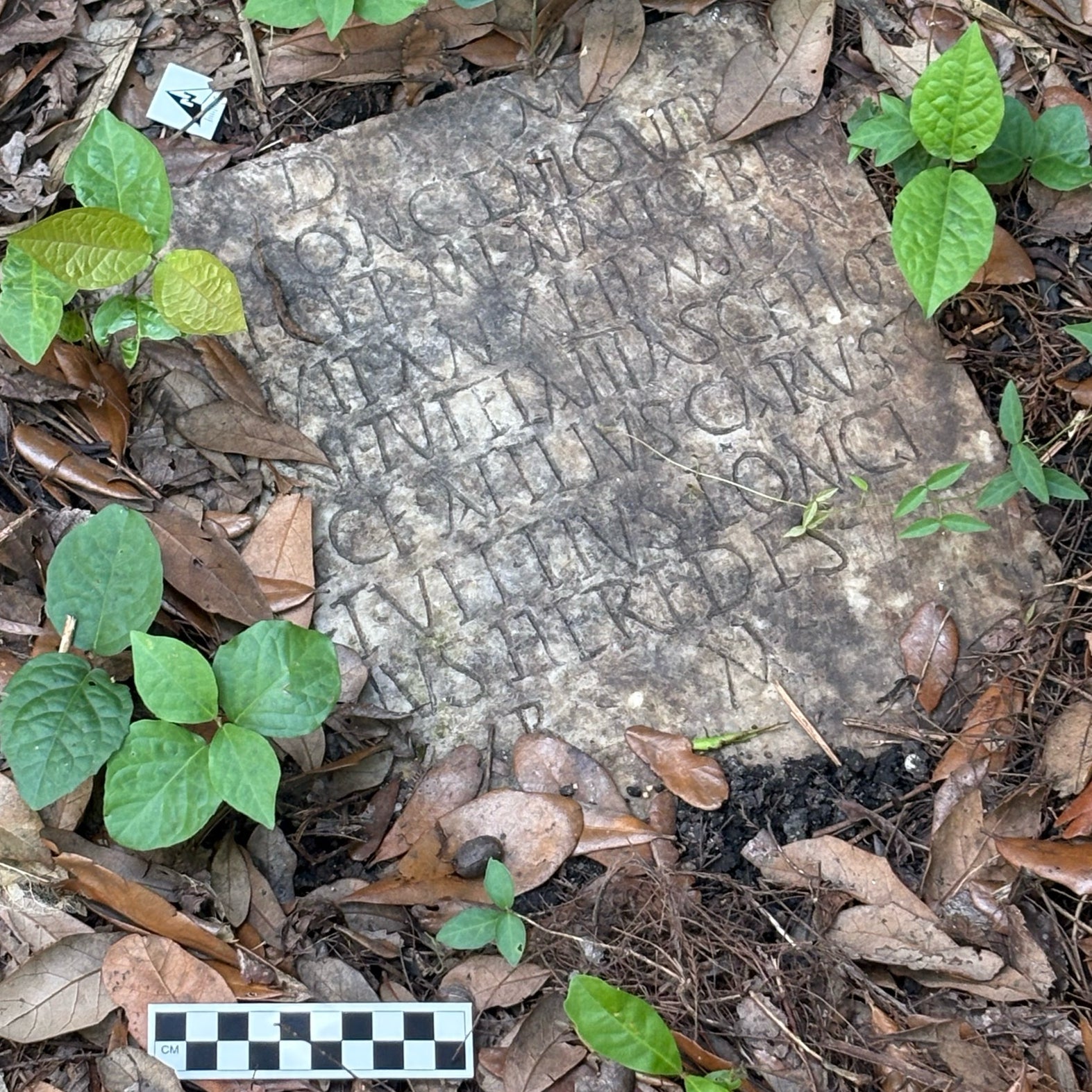 The 1,900-year-old grave marker of a Roman sailor named Sextus Congenius Verus, discovered under weeds in a garden
