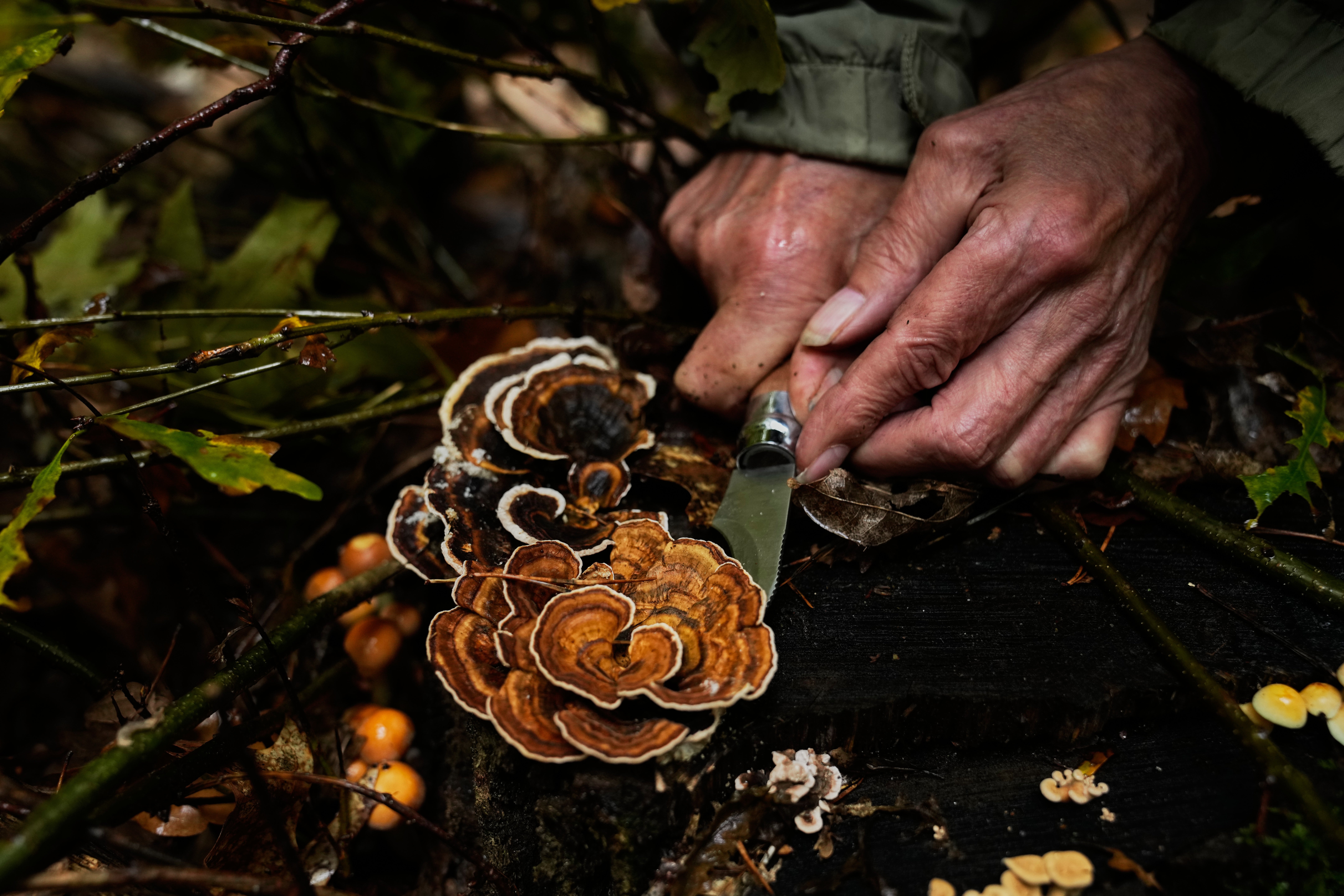 Many people are embracing their new passion with caution, afraid of accidentally picking and eating poisonous mushrooms.