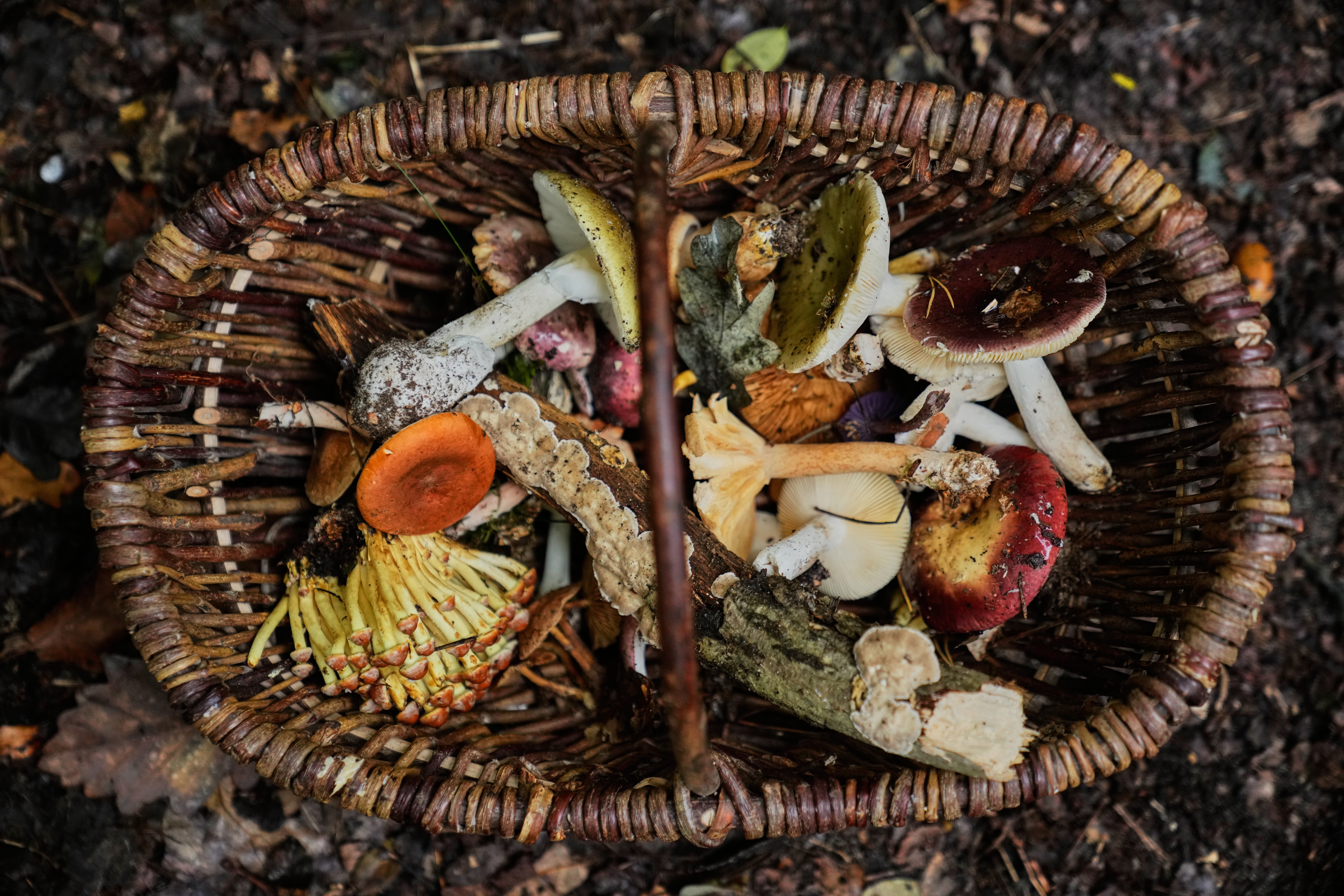 Across Germany, the traditional forest art of mushroom hunting is enjoying a revival, fed by the coronavirus pandemic restrictions