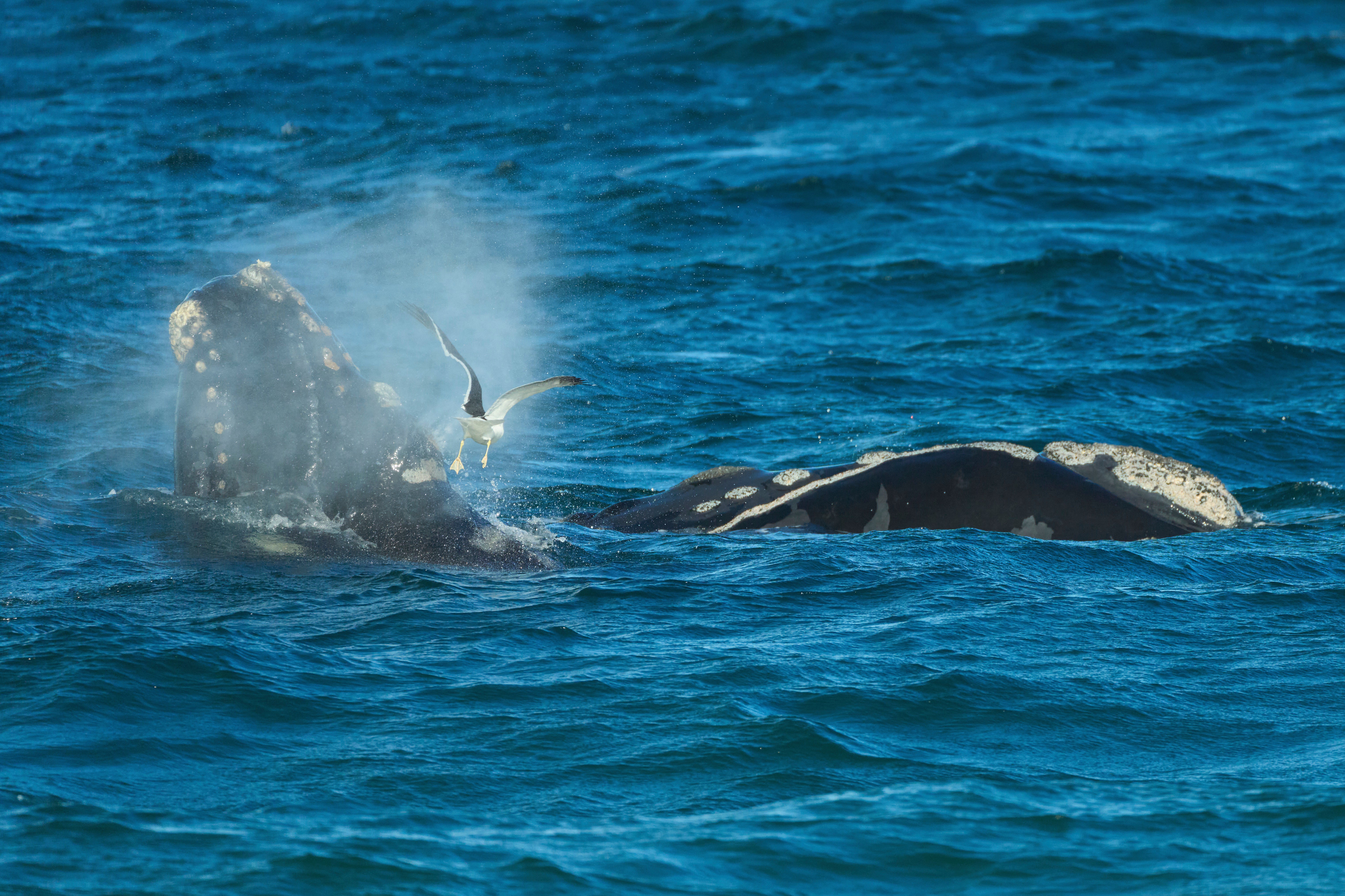 A seagull flies by a Southern Right Whale calf in the El Doradillo protected area, near Puerto Madryn, Argentina, Oct. 4, 2025. (AP Photo/Victor R. Caivano, File)