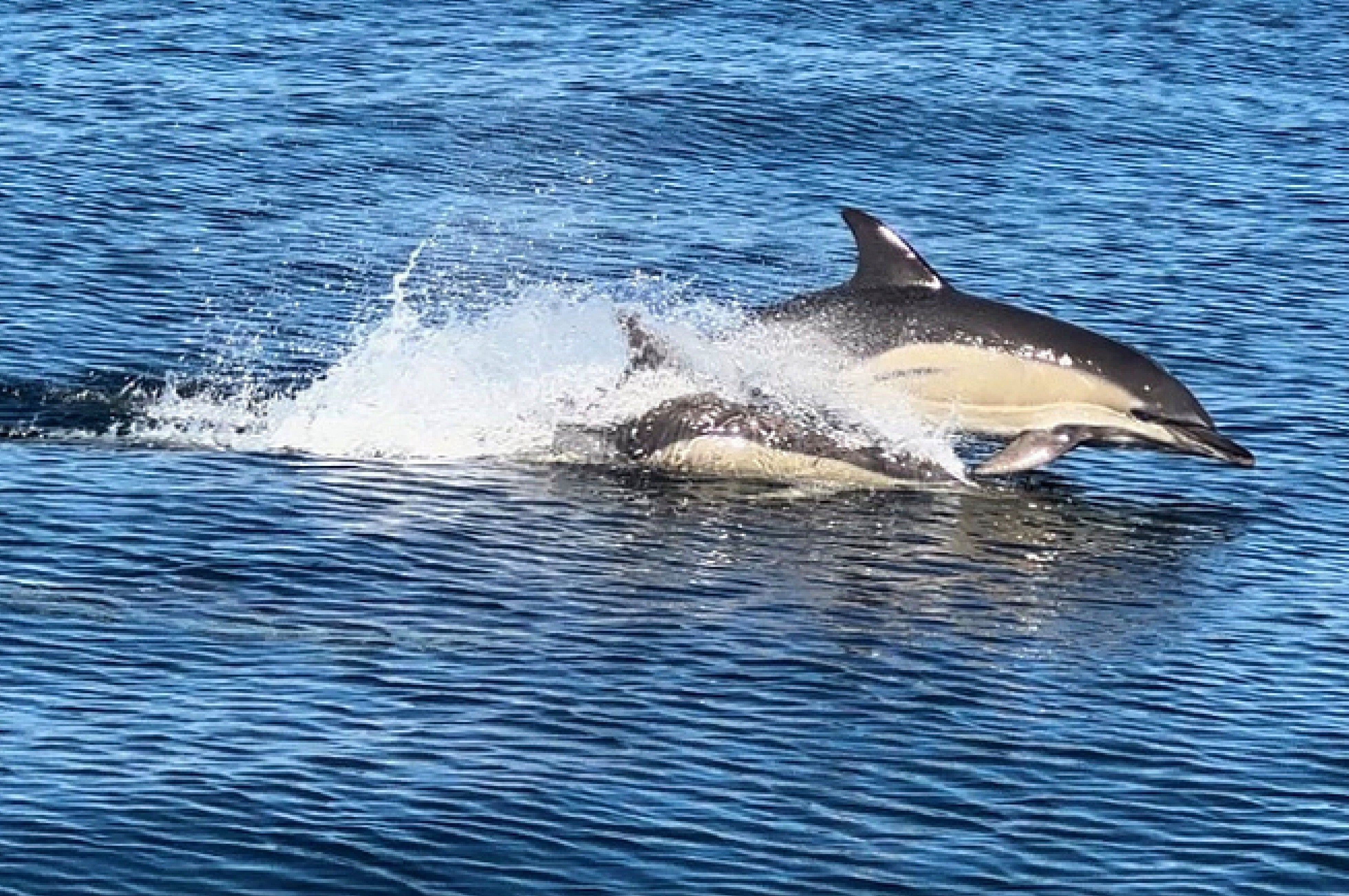 Common dolphins swim off the Maine coast on Oct. 5, 2025. (AP Photo/Patrick Whittle)