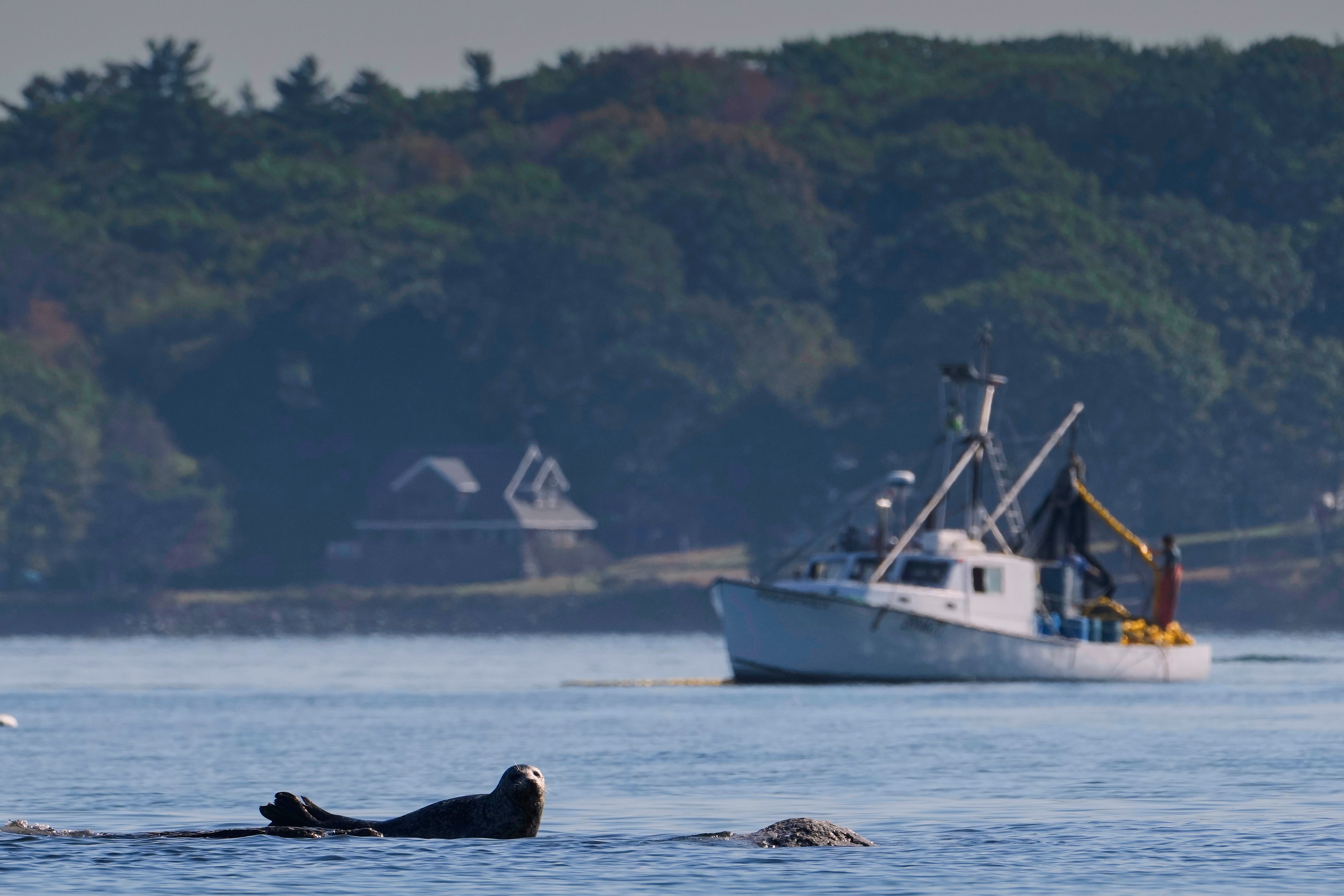 A harbor seal rests on a submerged ledge near fishermen harvesting herring, Monday, Oct. 6, 2025, off Portland, Maine. (AP Photo/Robert F. Bukaty)