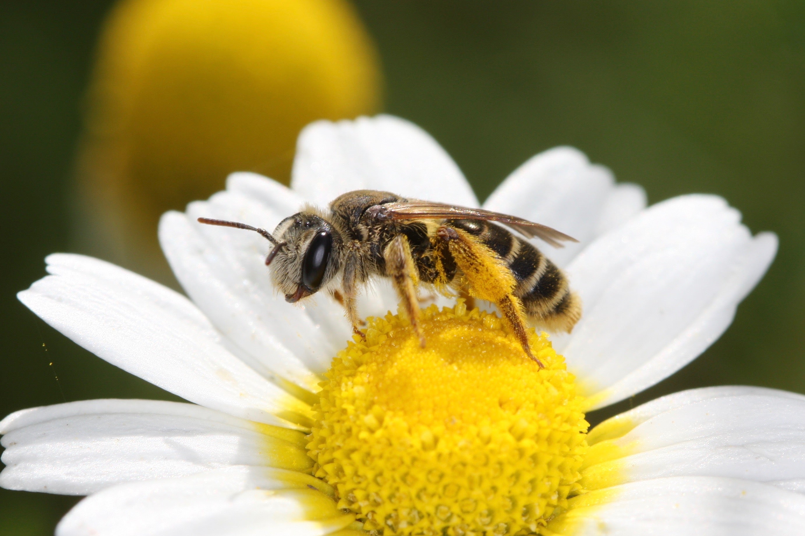 A rising number of wild bees and butterflies in Europe are facing the threat of extinction, a new conservation assessment has warned
