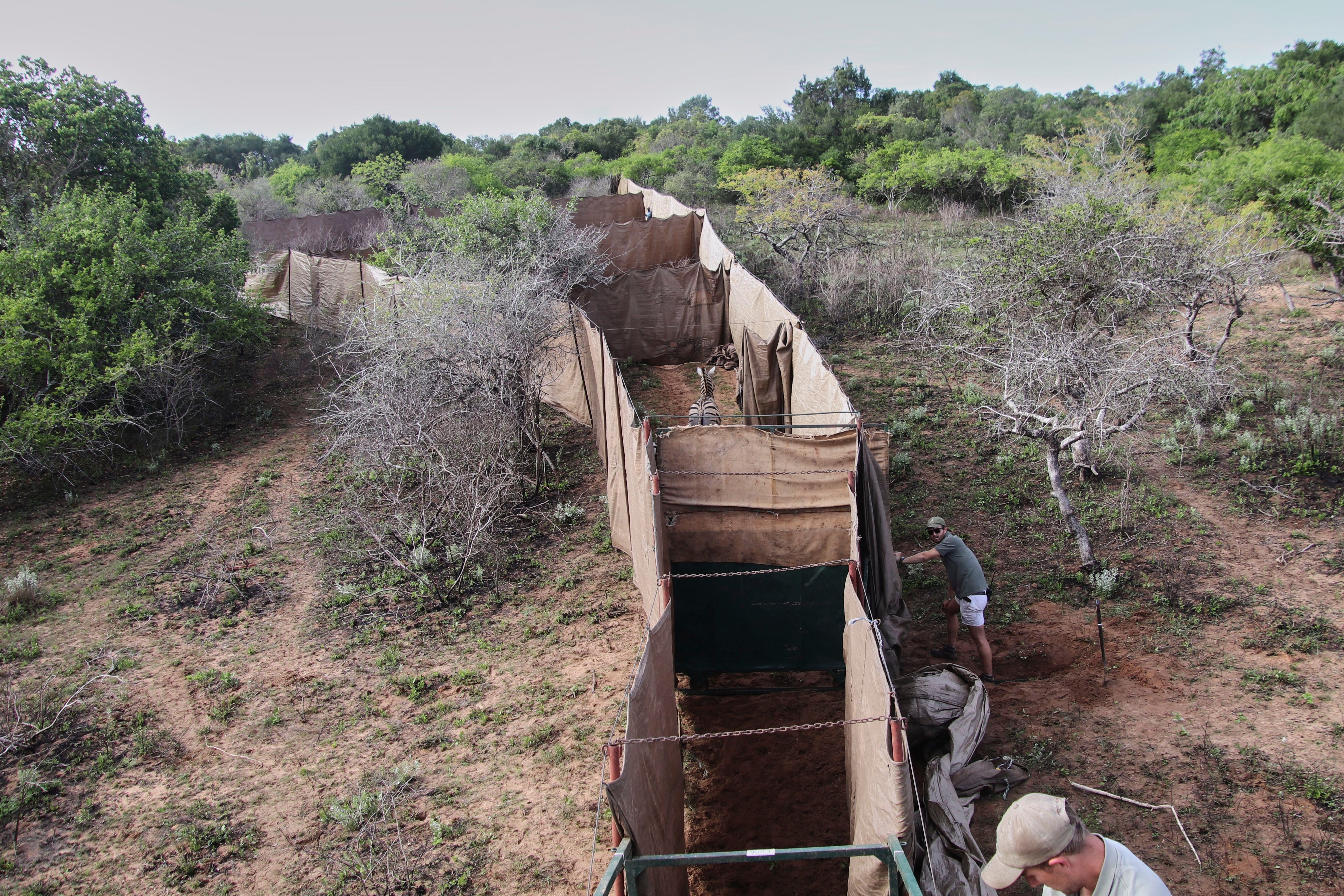 Mozambique Wildlife Relocation