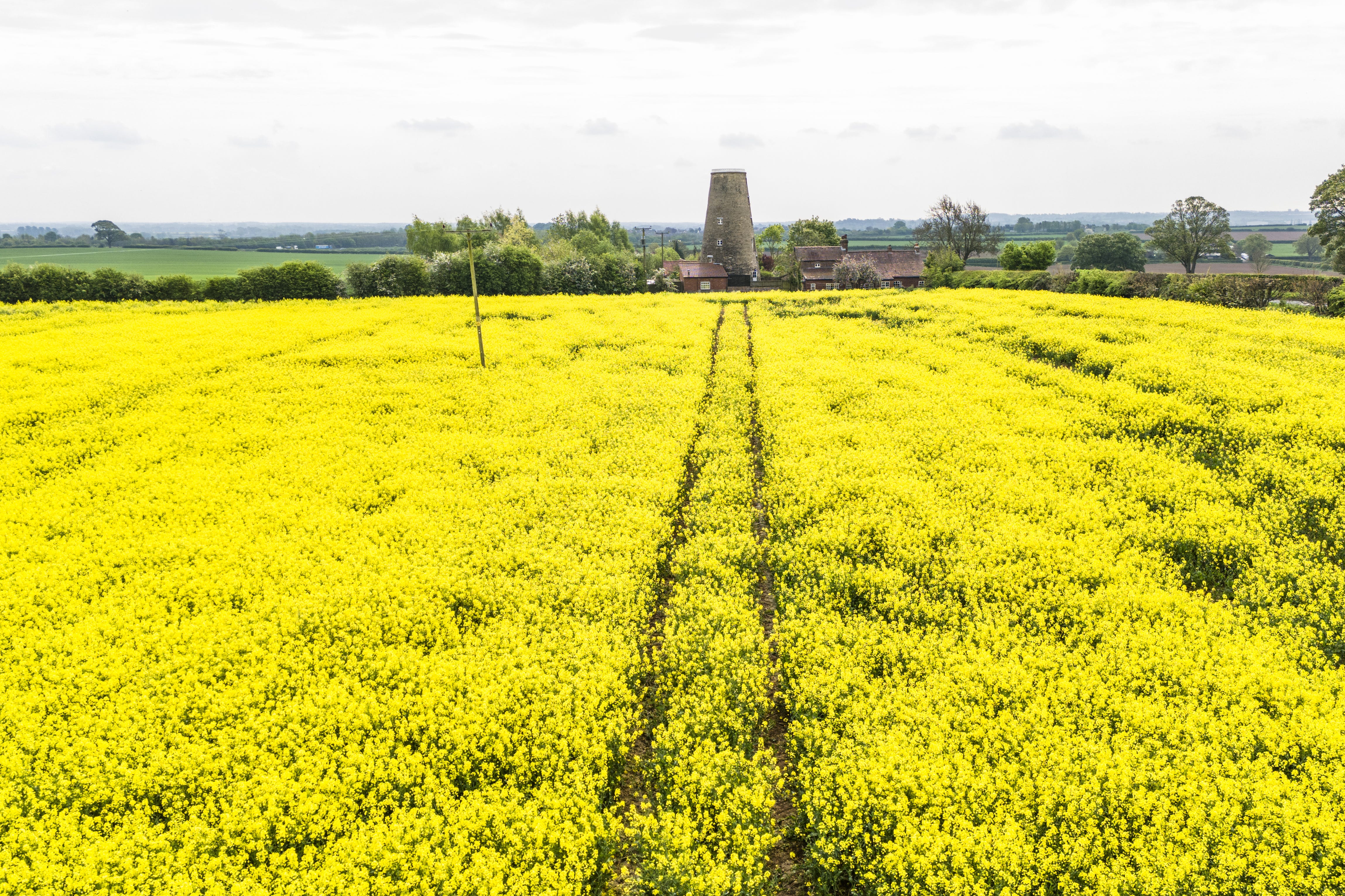 Rapeseed is a common break crop (Danny Lawson/PA)