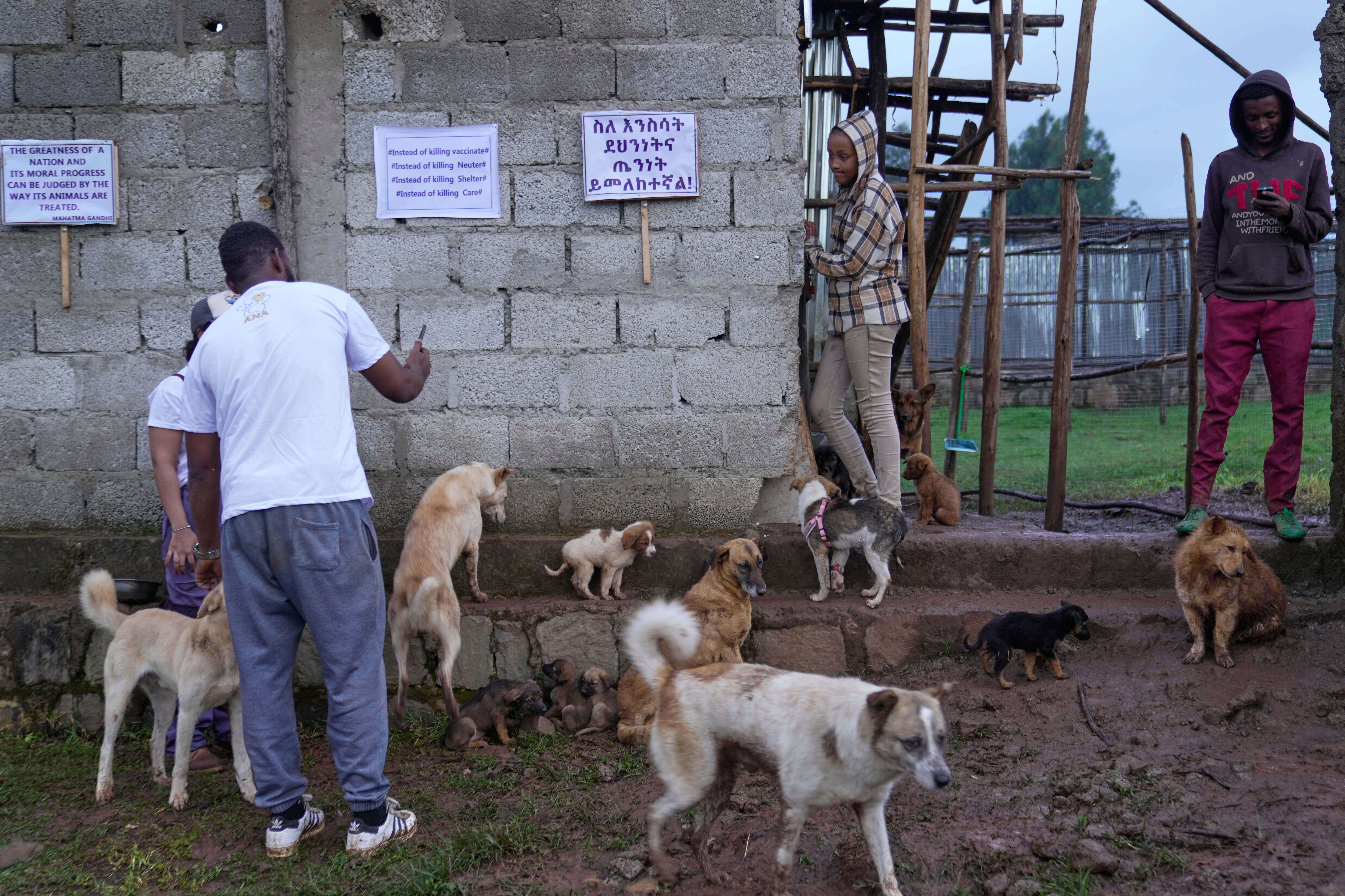 Abandoned stray dogs rest at a shelter established by Melesein in Addis Ababa, Ethiopia