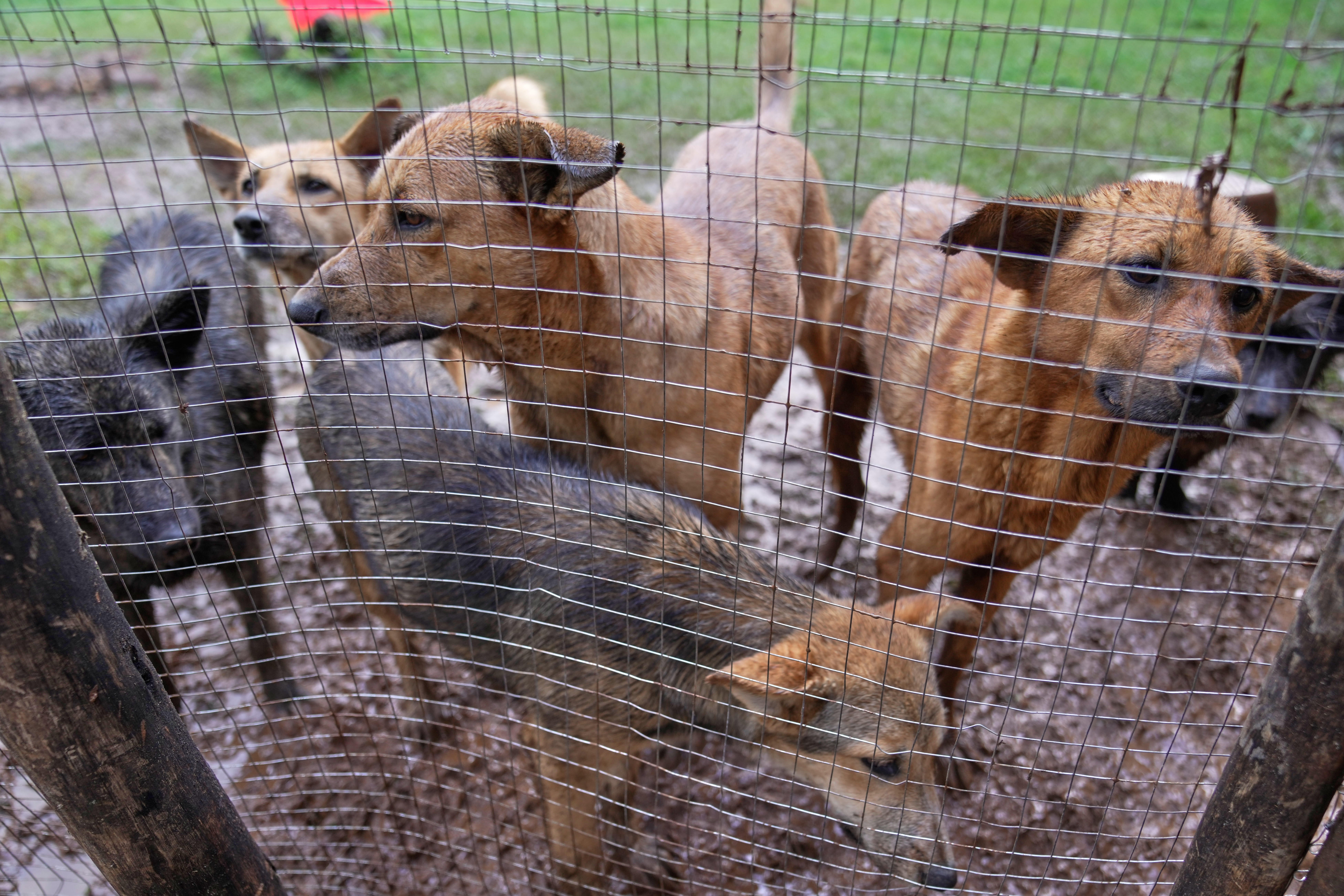 Melesein has rehomed hundreds of dogs in recent years, caring for about 40 at the shelters and feeding hundreds more