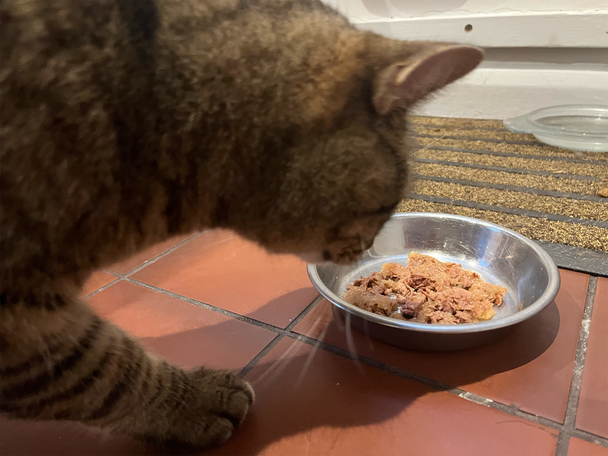 Best cat food IndyBest review Felix doubly delicious meaty selection wet cat food