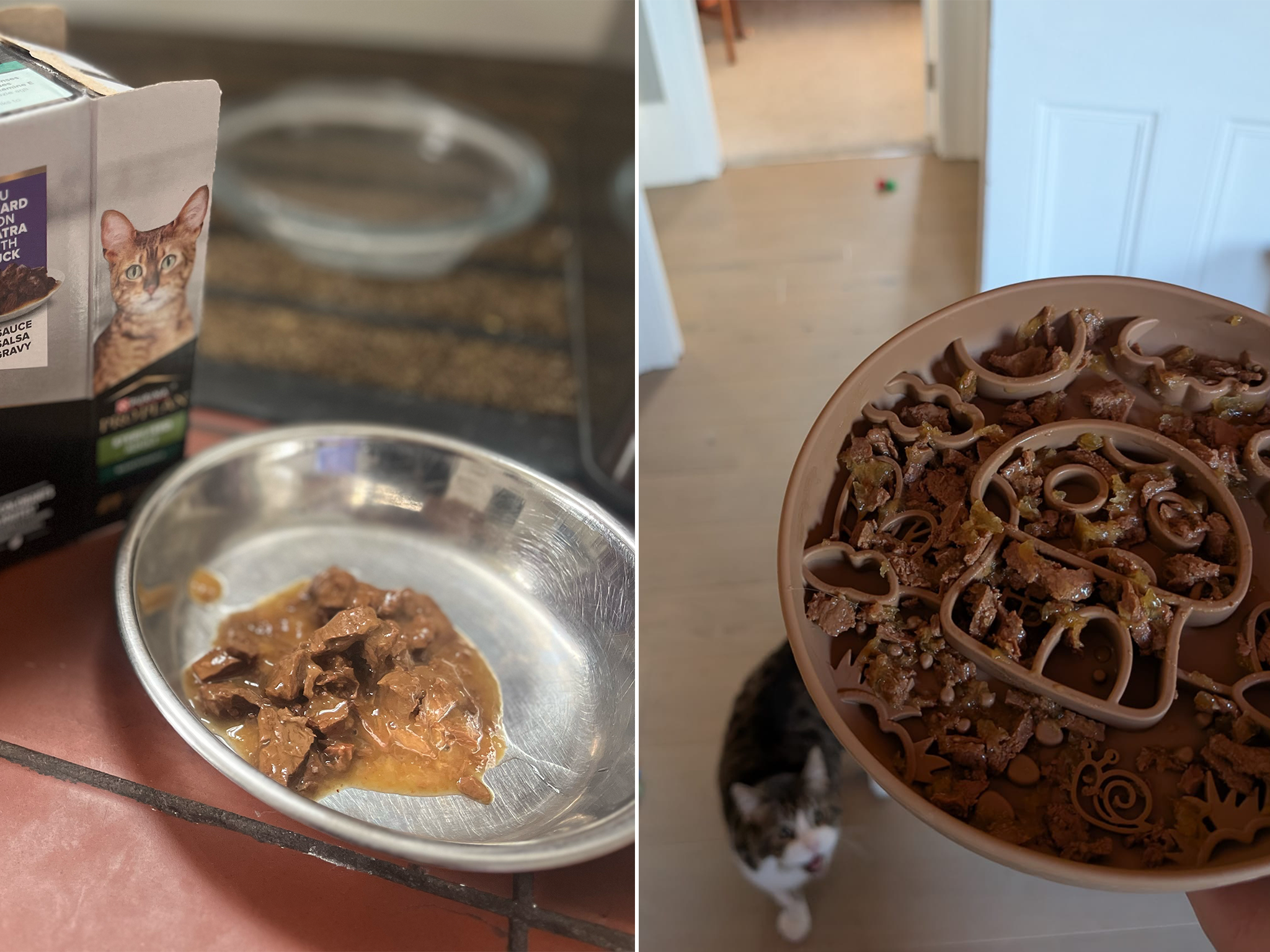We recruited feline testers and their owners to help with this review