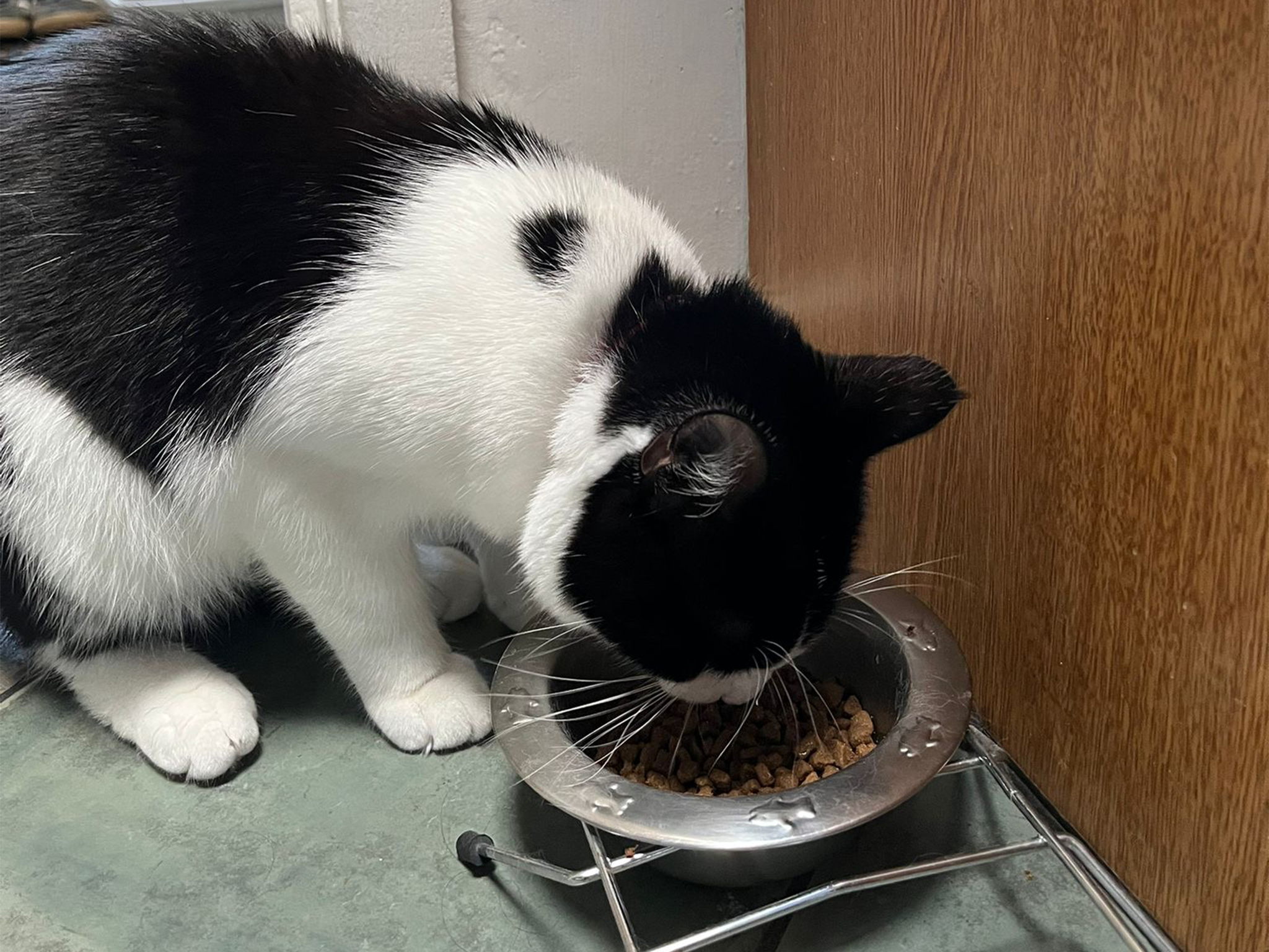 A cat enjoying dinner