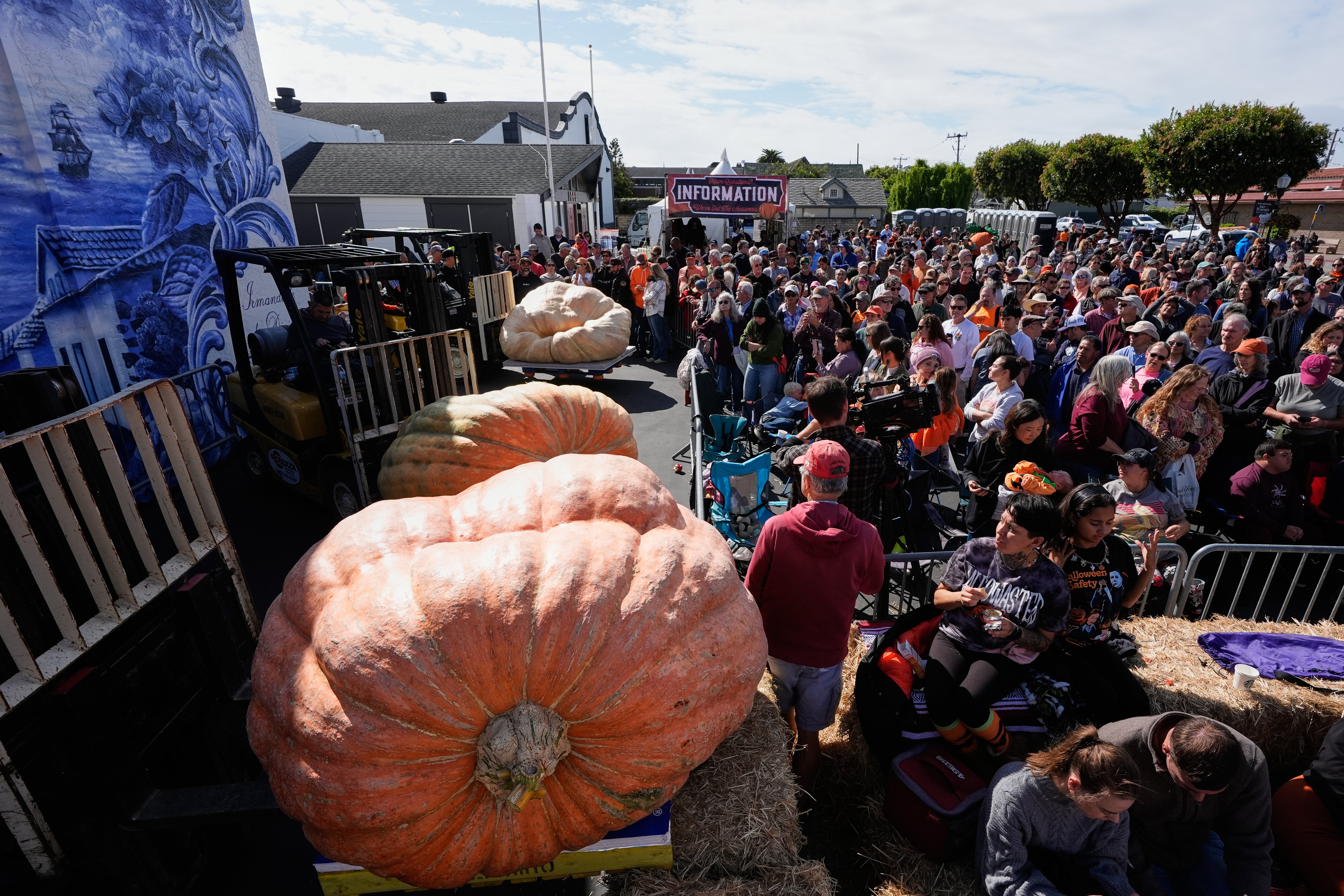 Giant pumpkins are raised by fork lifts before being weighed at the 52nd annual World Championship Pumpkin Weigh-Off