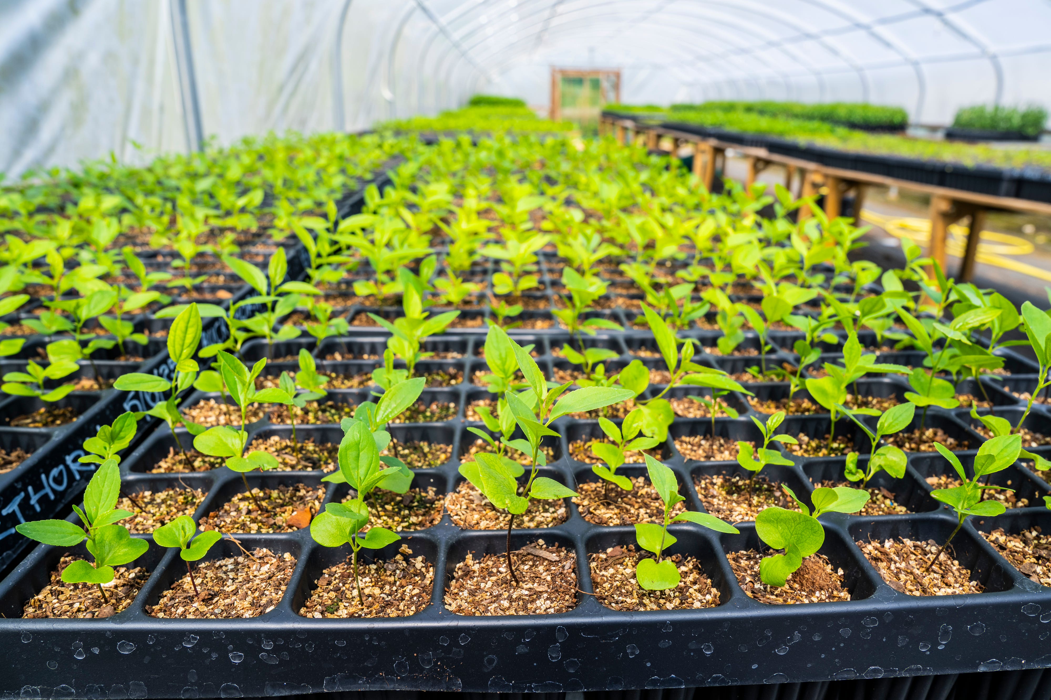 The Heart of England Forestry project’s tree nursery in Warwickshire (Woodland Trust/Jill Jennings)