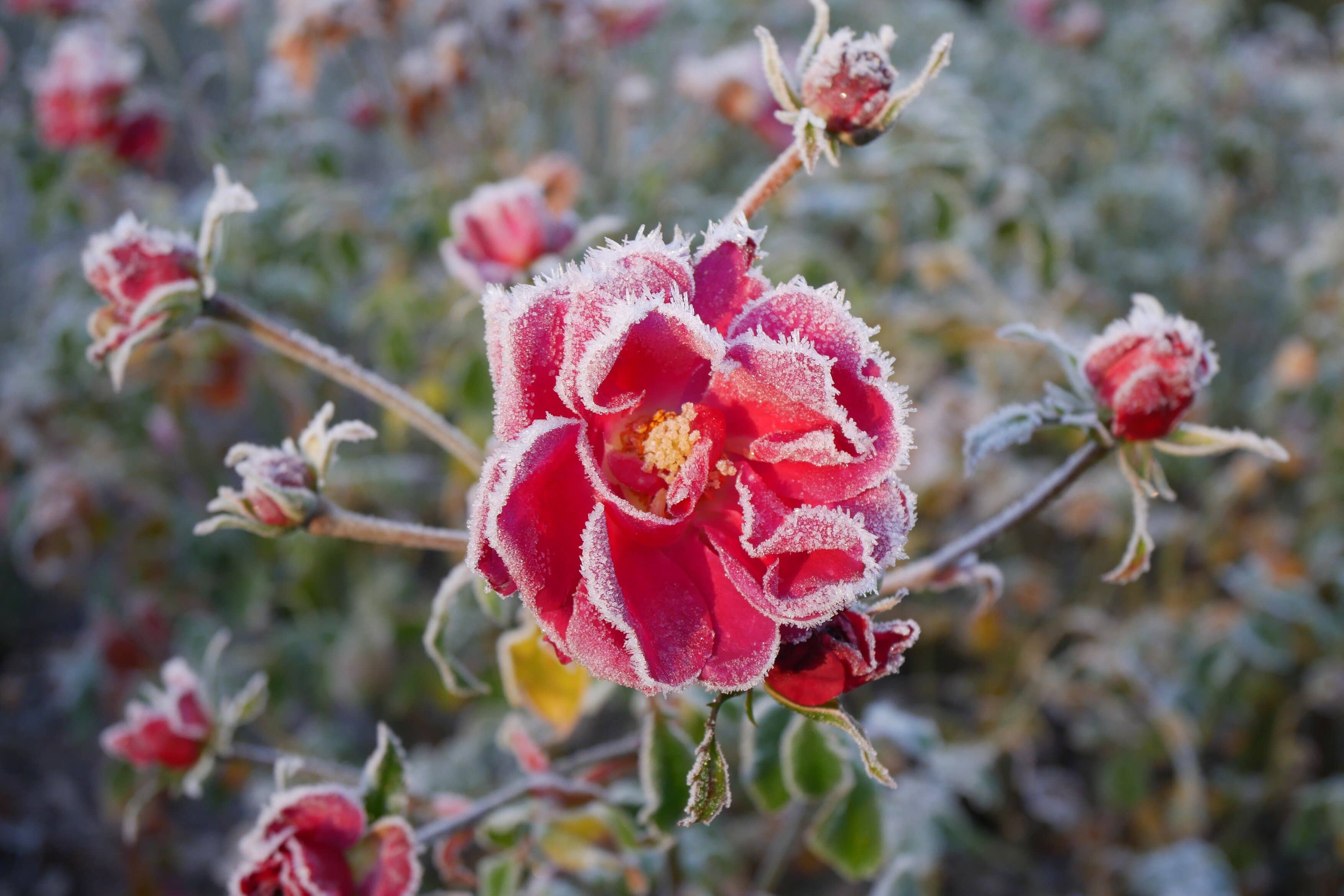 <p>Amateurs can create their own beautiful winter gardens</p>