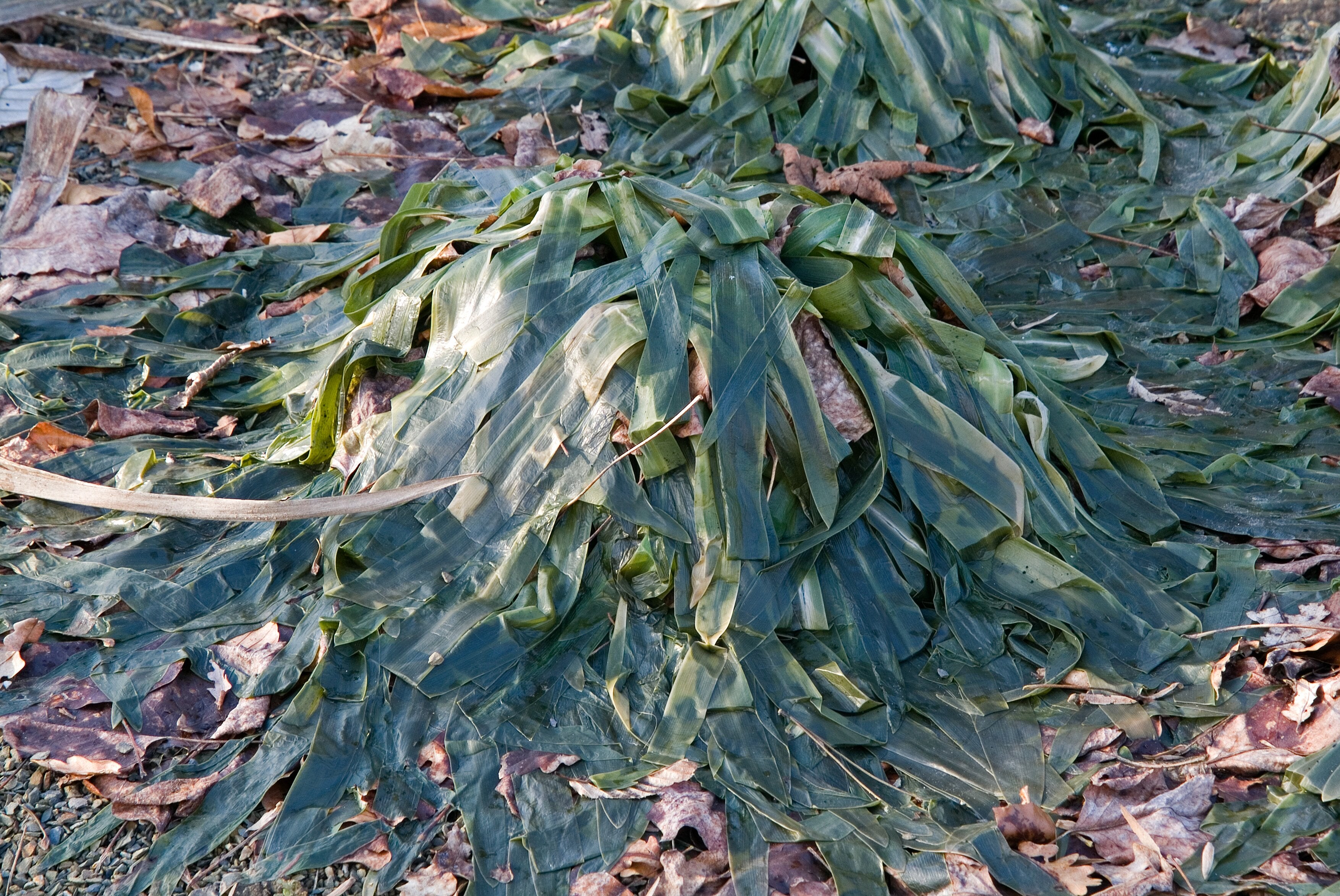 Frost damage to an agapanthus