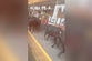 Cow stampede at train station causes delays across Wales