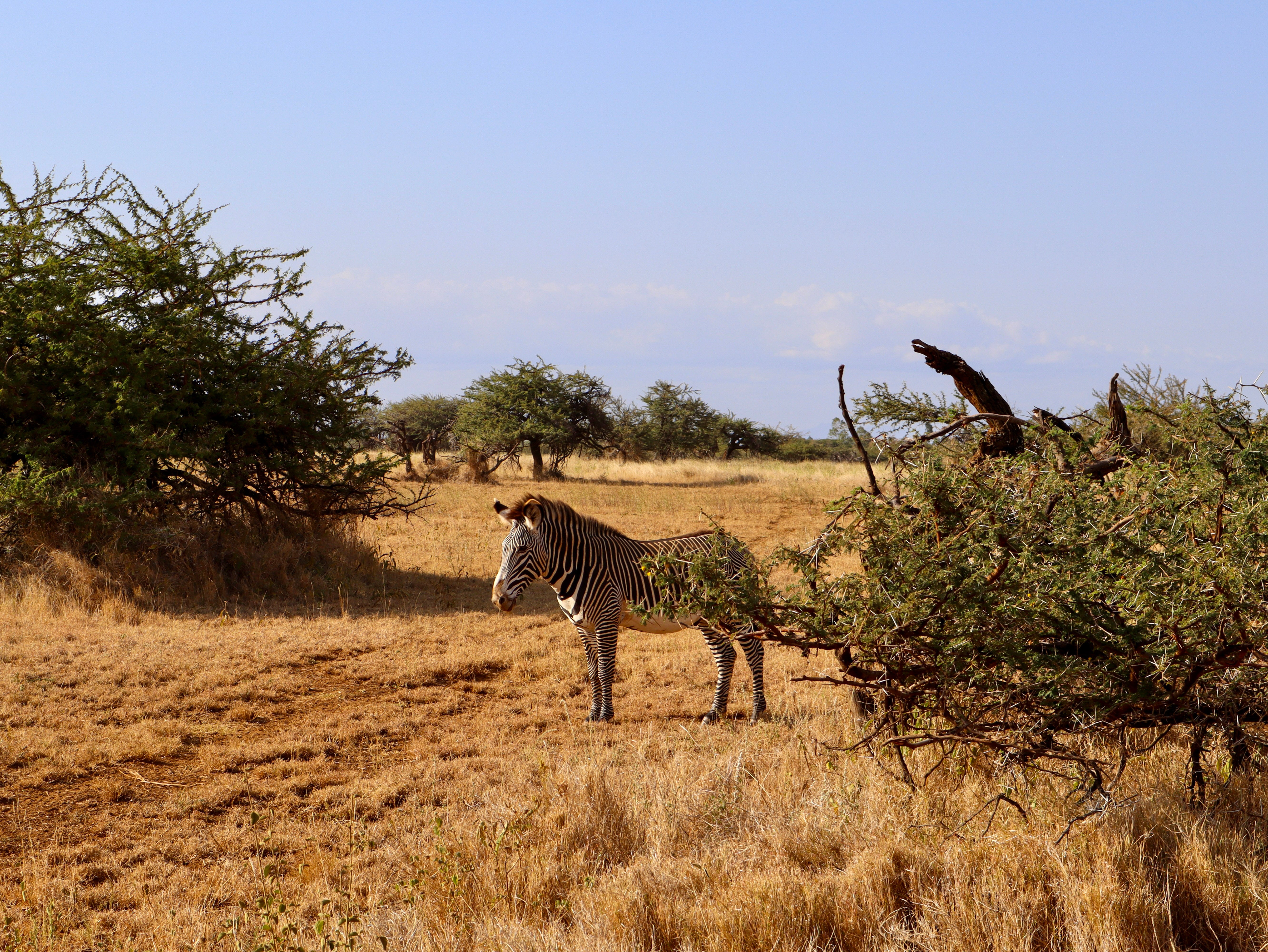 An endangered Grevy zebra roaming the Lewa Wildlife Conservancy
