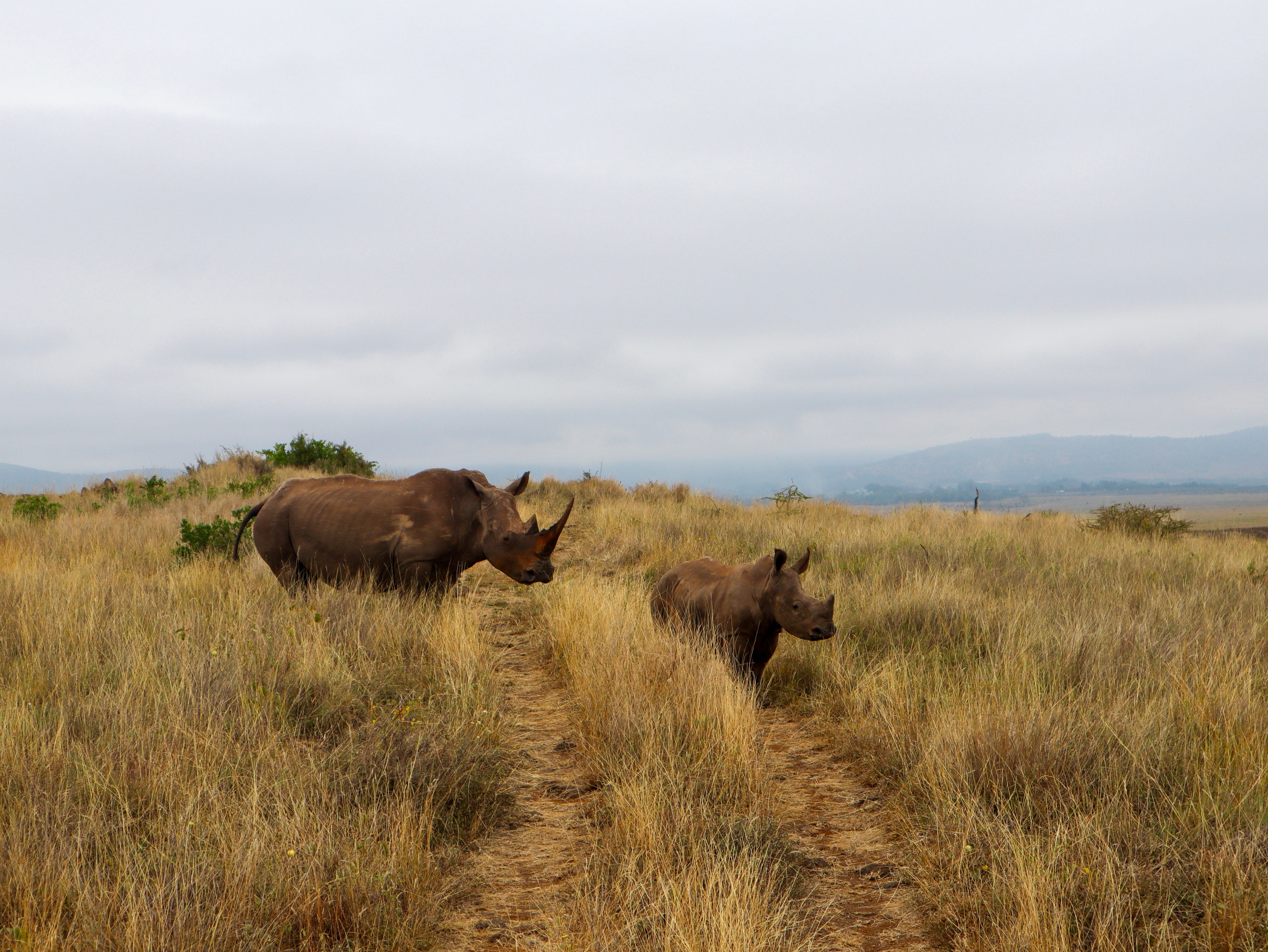 A mother and baby rhino at the Lewa Wildlife Conservancy