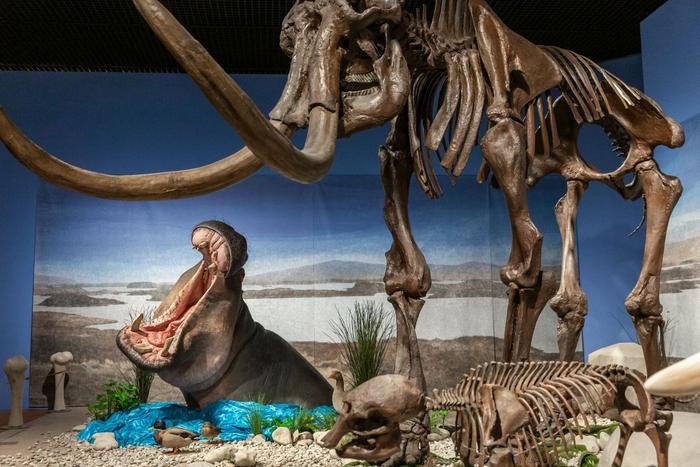 Hippos lived at the Upper Rhine in the same time frame as mammoths