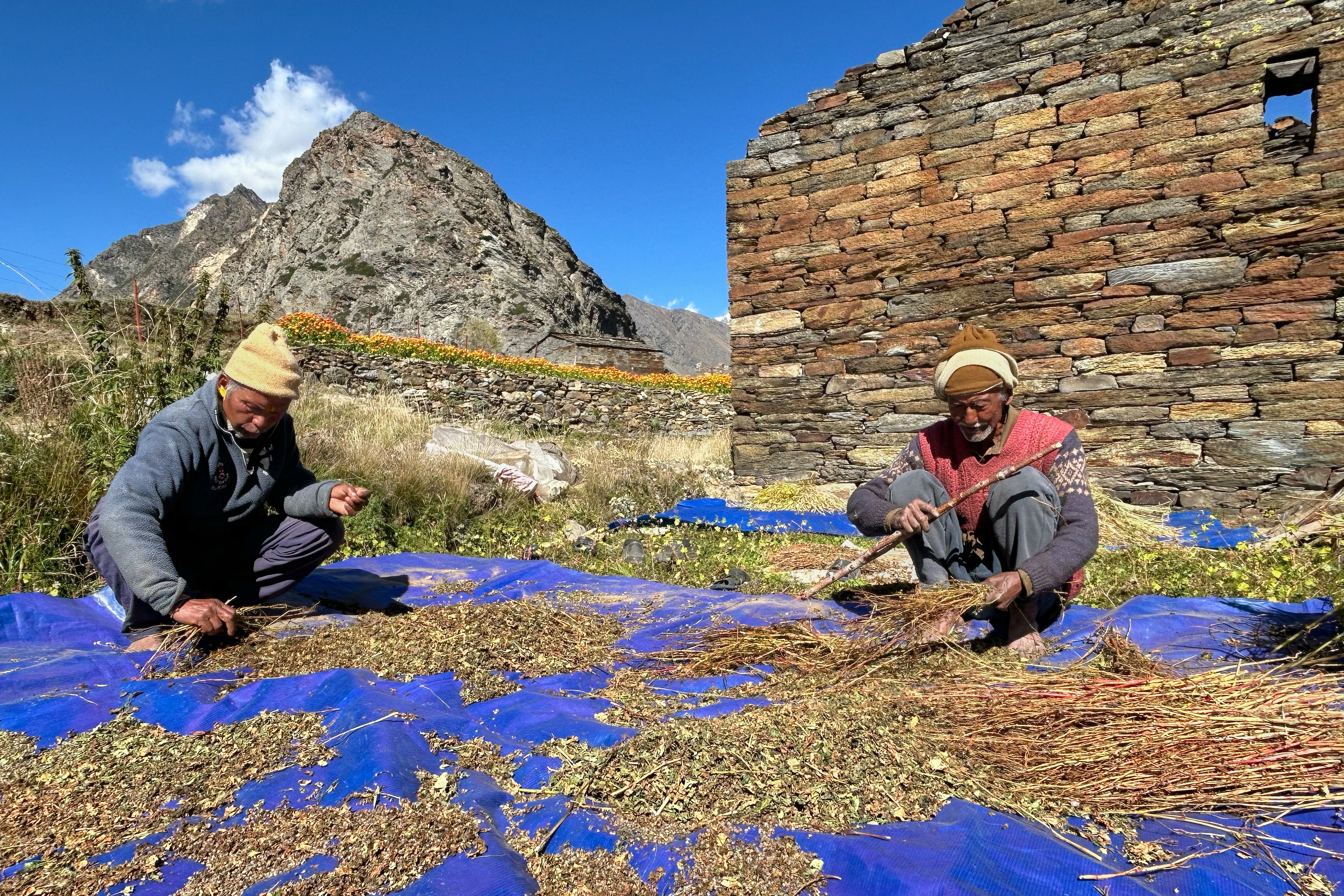 Kishan Singh, right, and Vijay Singh winnow buckwheat in Martoli village