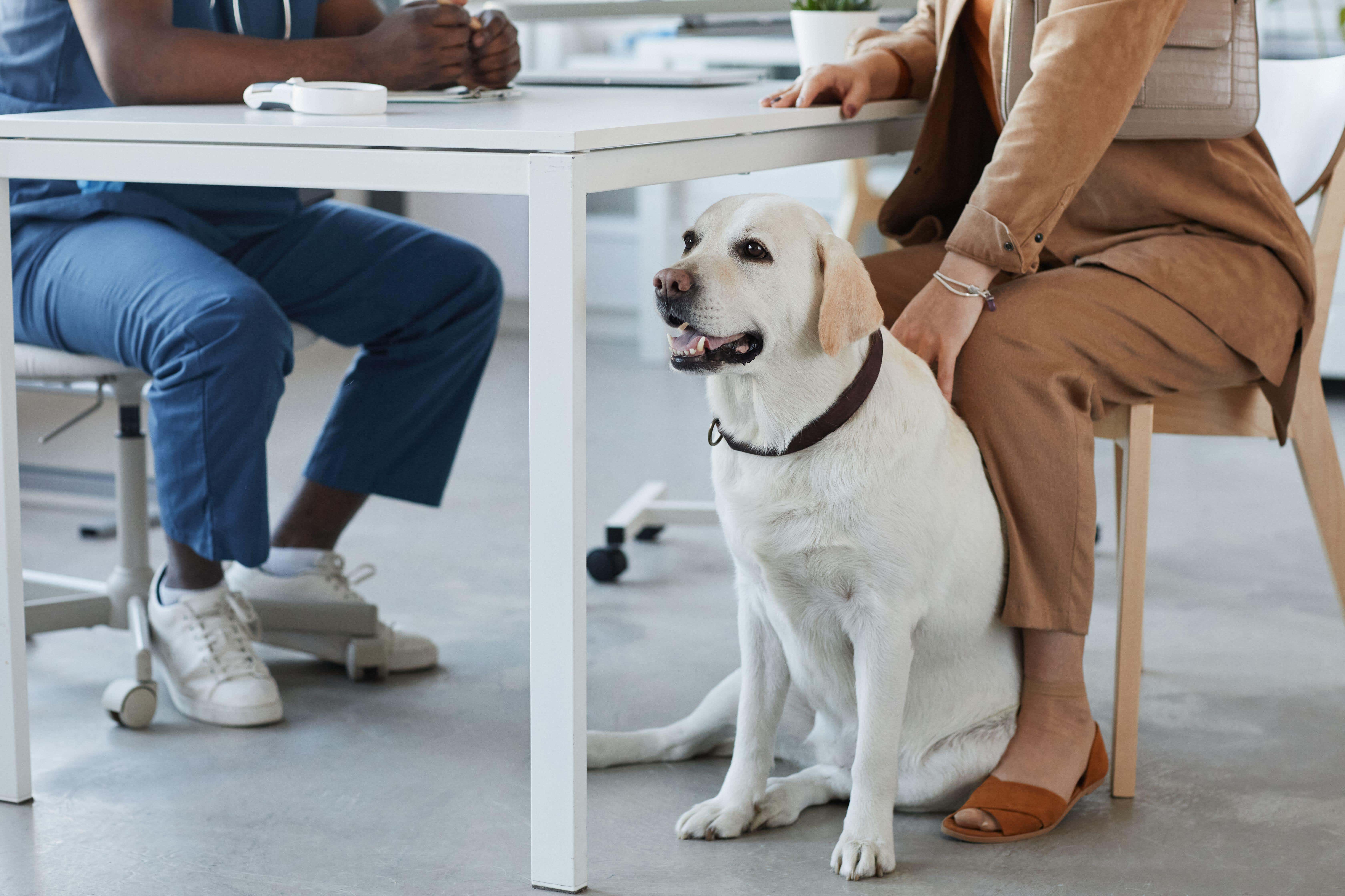 The CMA found market-wide issues affecting pet owners (Alamy/PA)