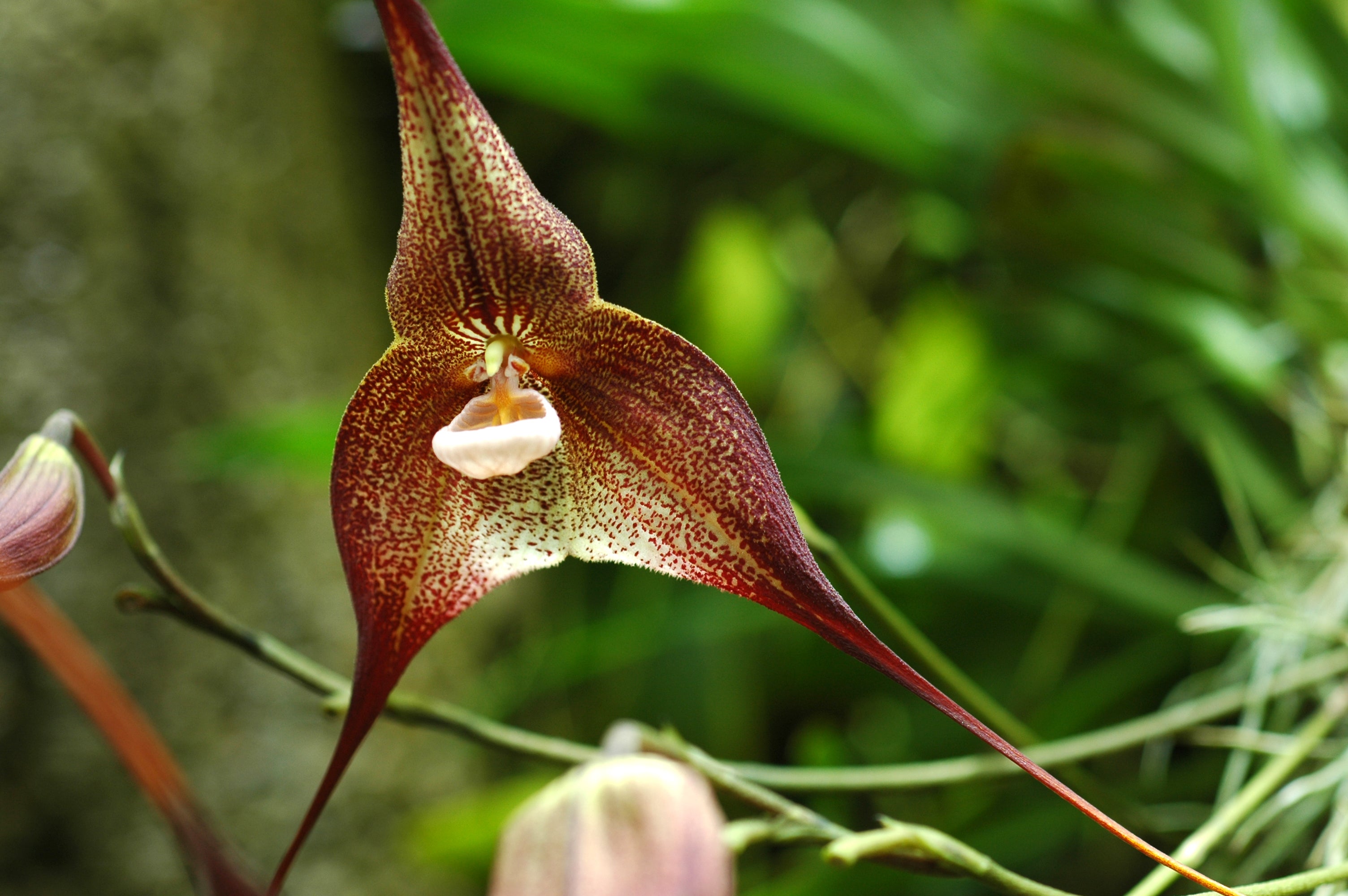The so-called “monkey-face orchids” have become online celebrities