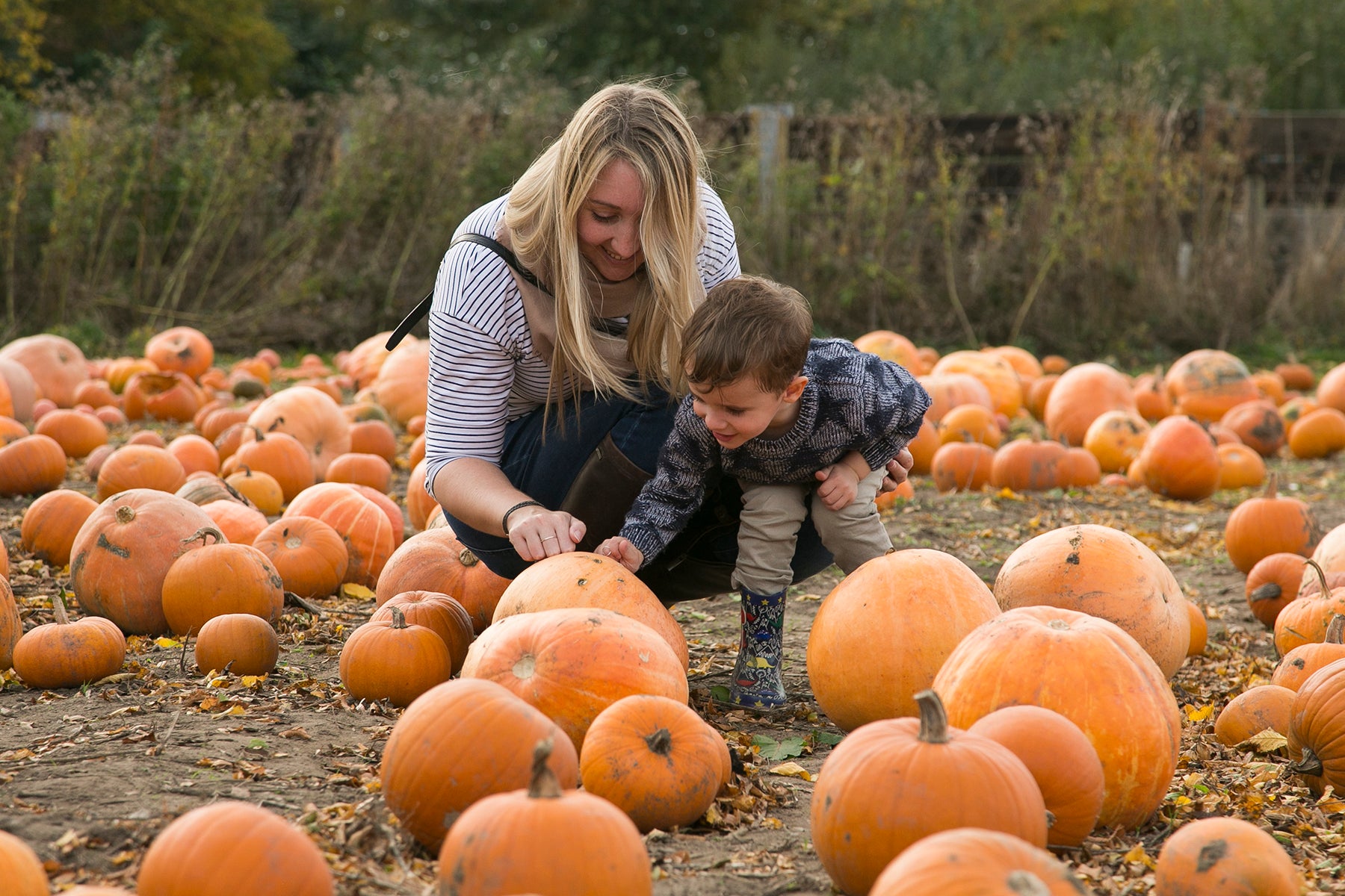 Doddington Hall’s pick your own pumpkins is touted as one of the best patches in the country
