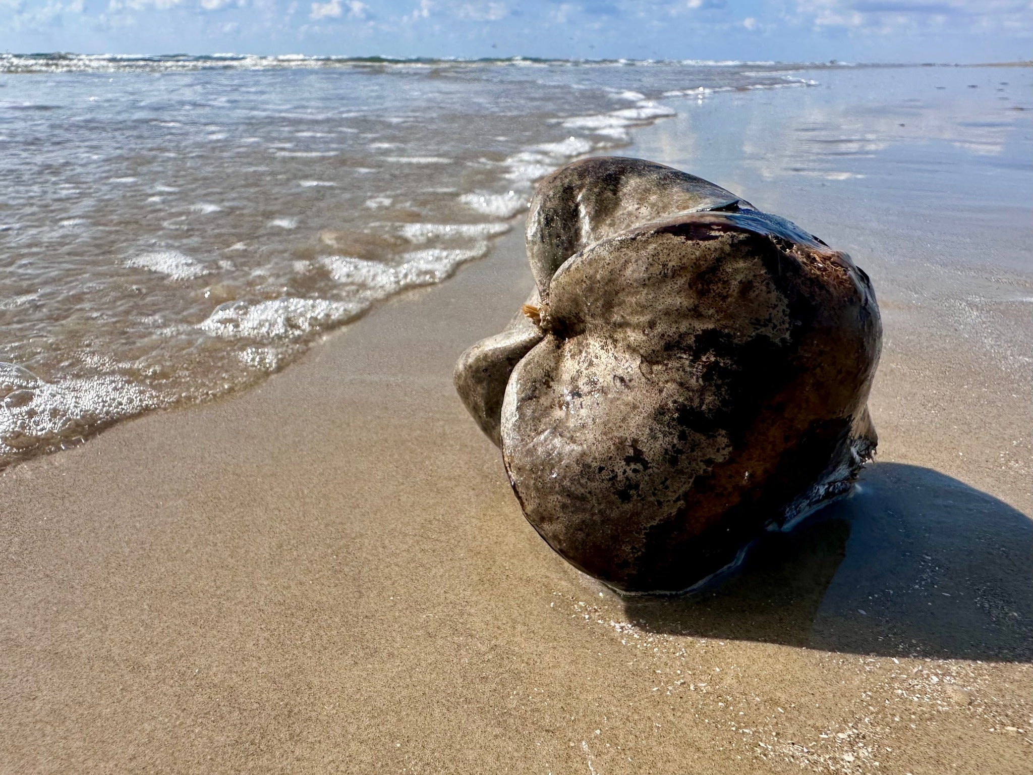 A box fruit sits on the beach in Texas. But these fruit aren’t the only dangerous things awaiting beachgoers.