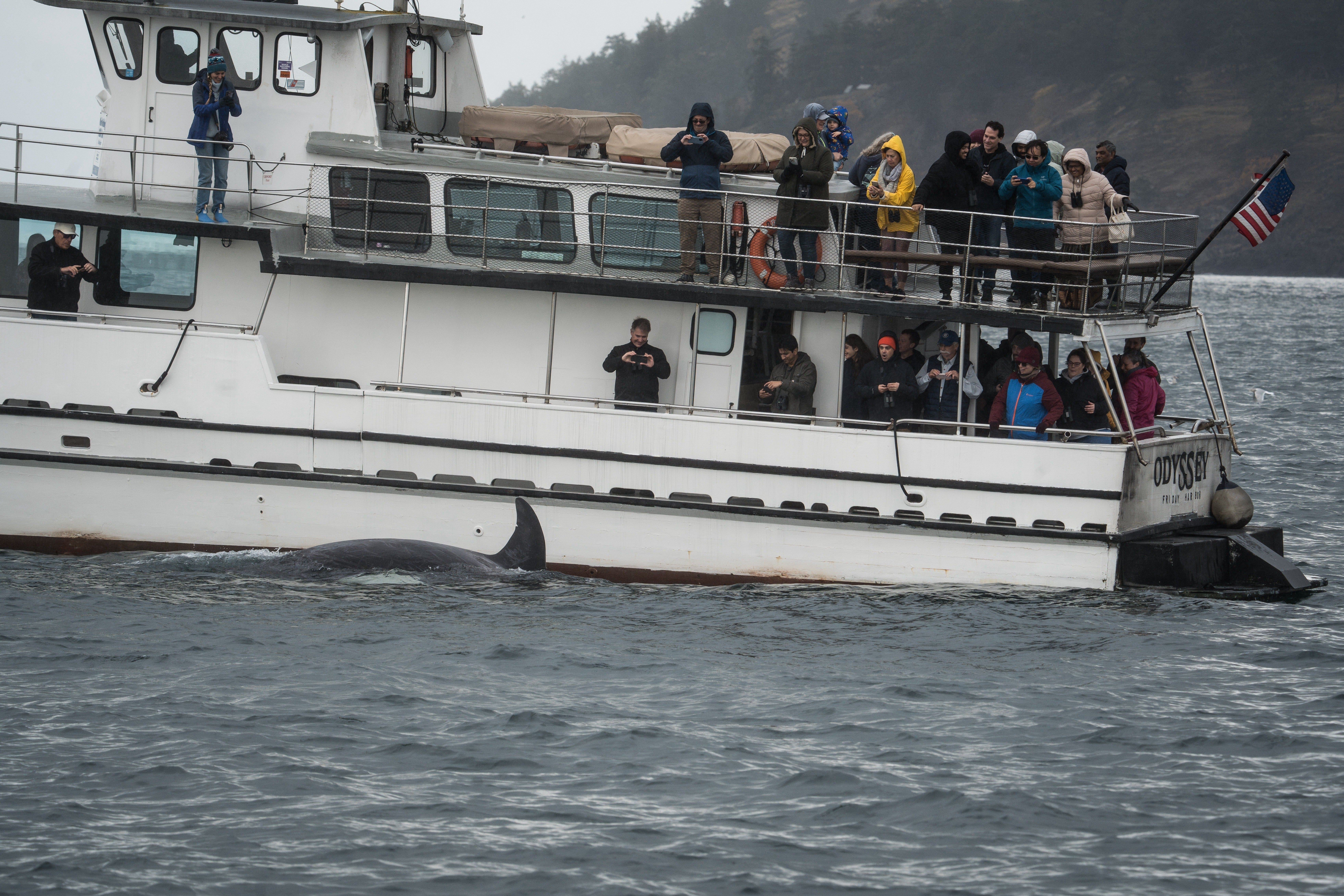 An orca swims past a whale watching boat in the San Juan Islands, Wash.