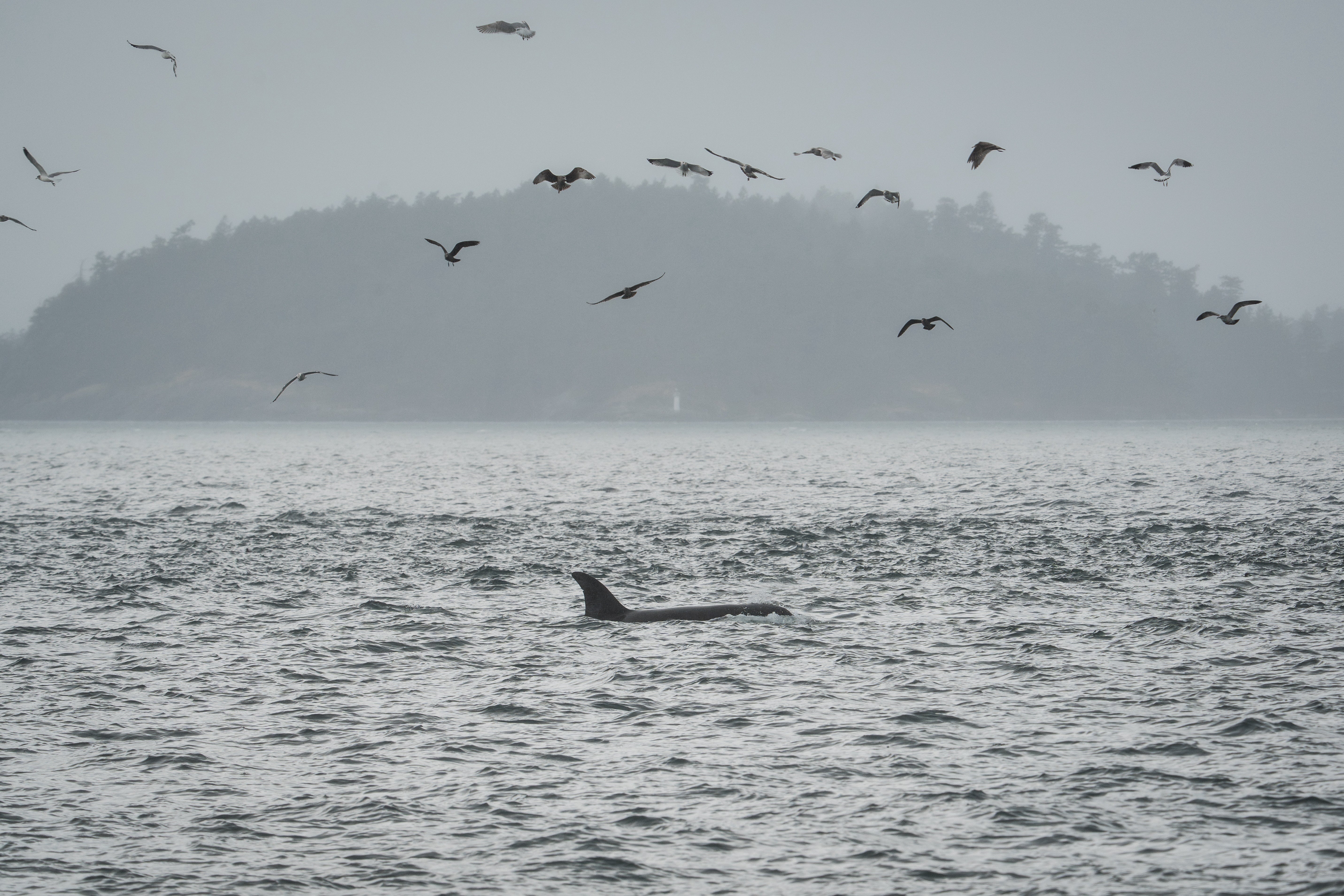 An orca swims in the San Juan Islands, Wash.